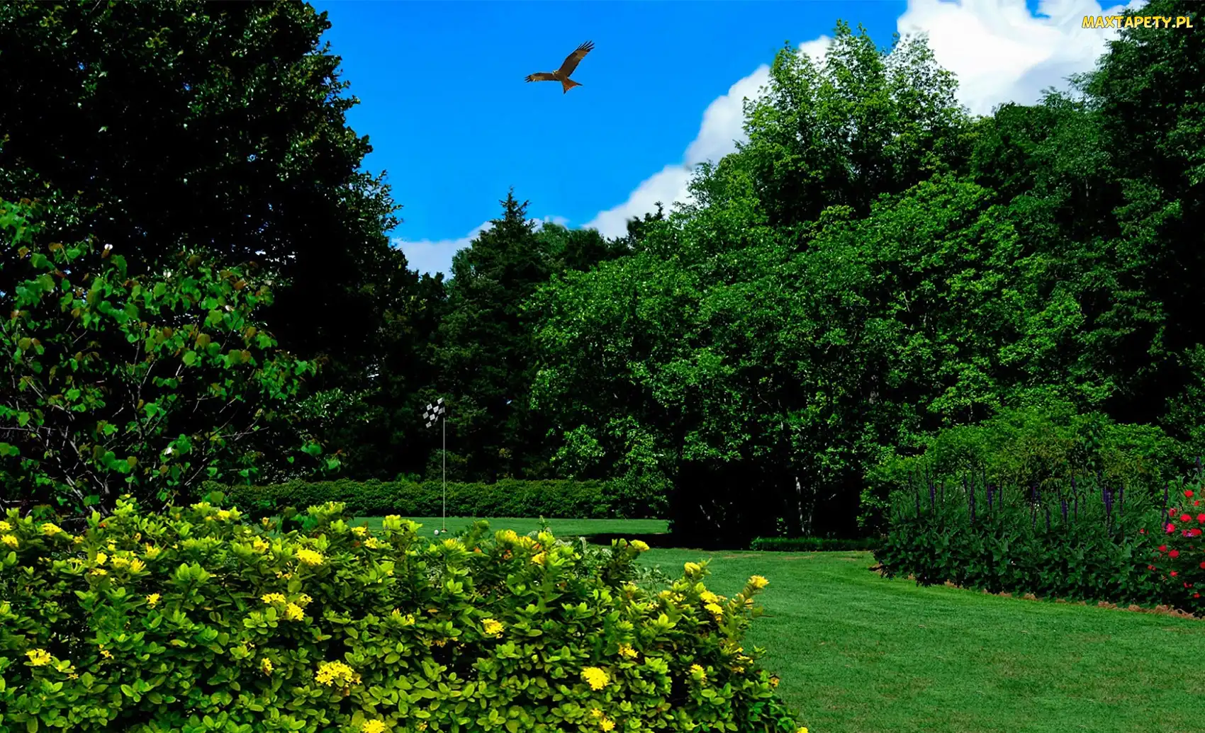 Kwiatów, Krzewy, Park, Ptak