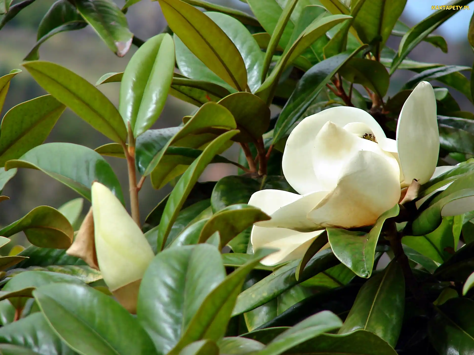 Biała, Rozmycie, Magnolia