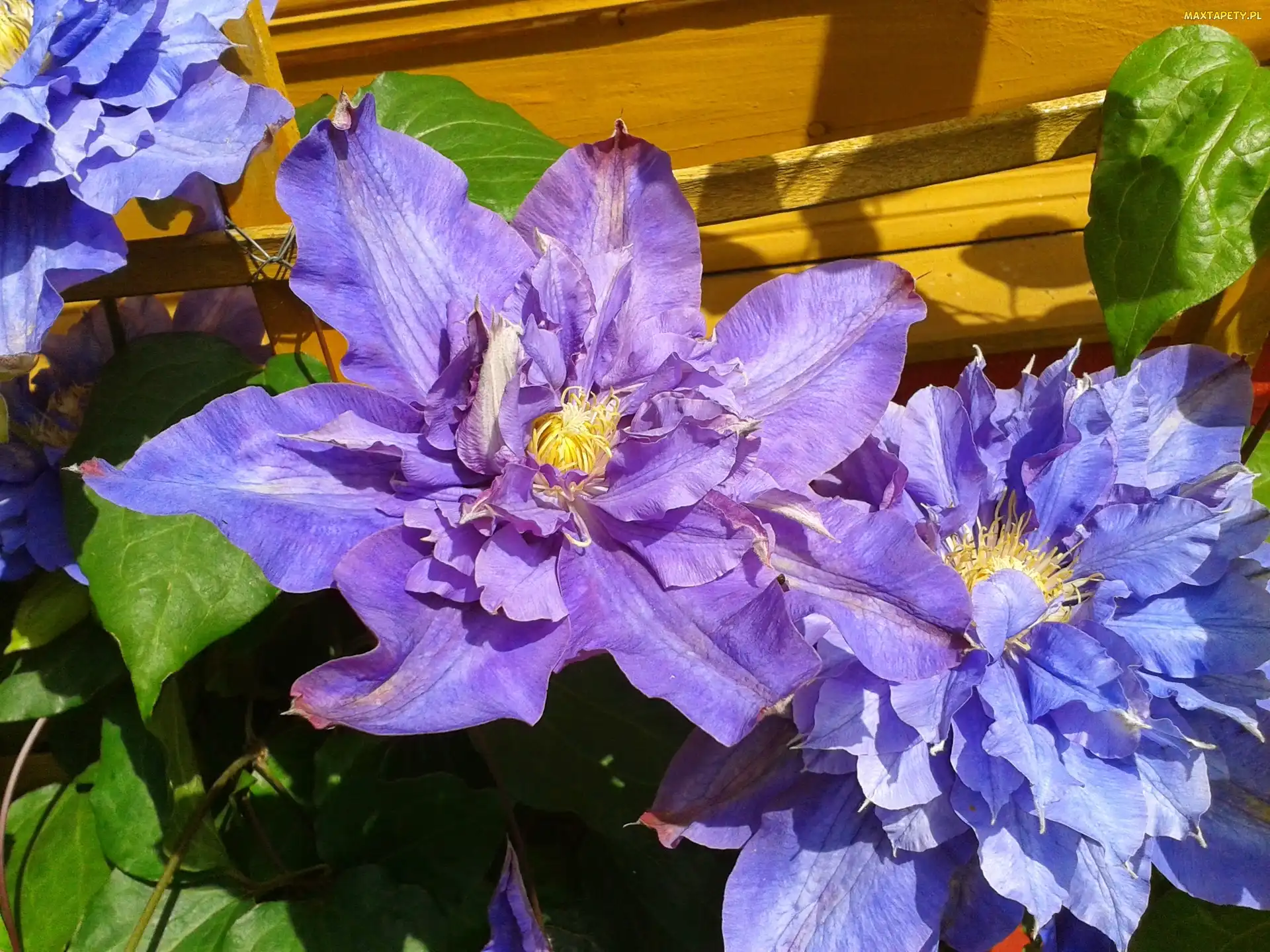 Ściana, Drewniana, Clematis, Niebieski