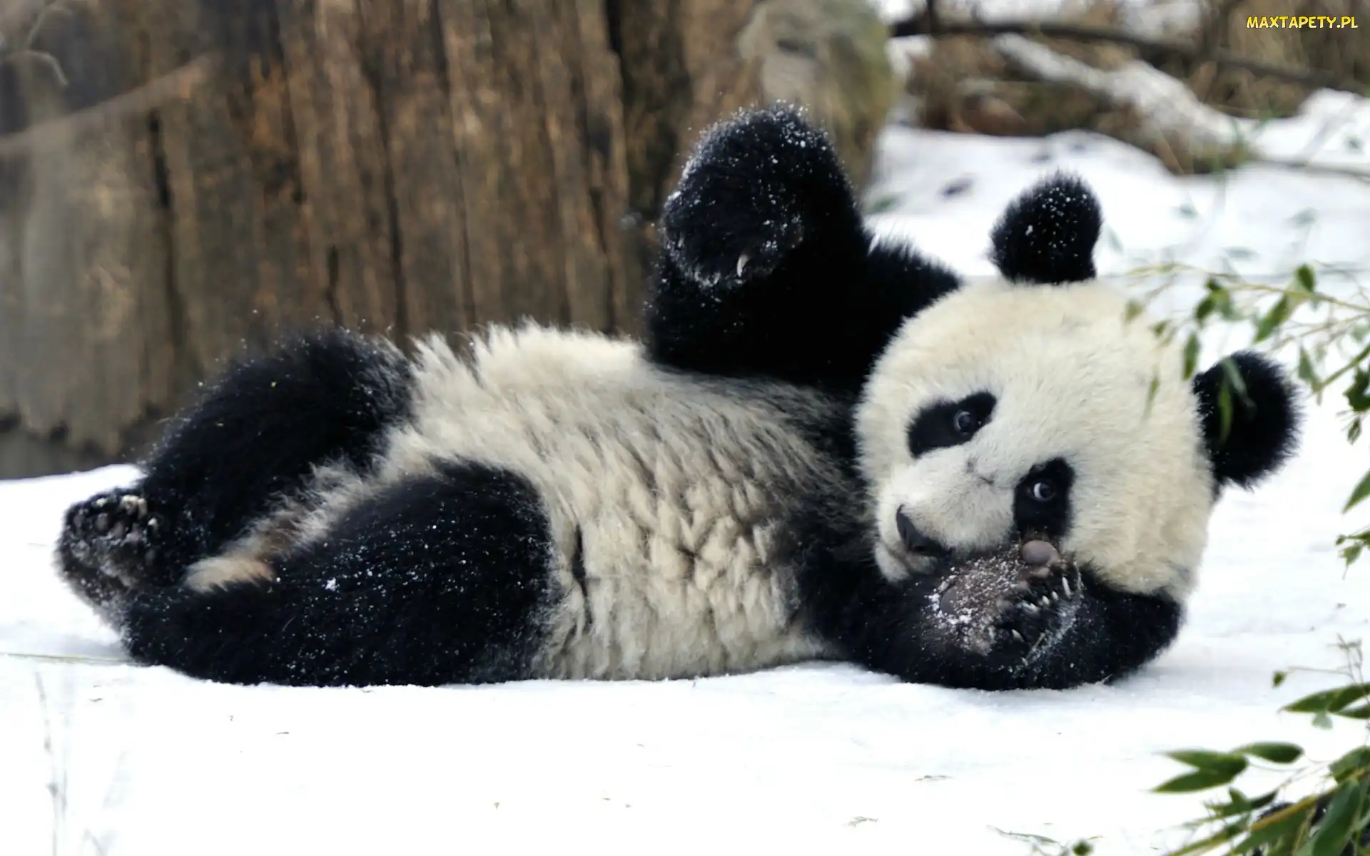 Panda, Zima, Miś