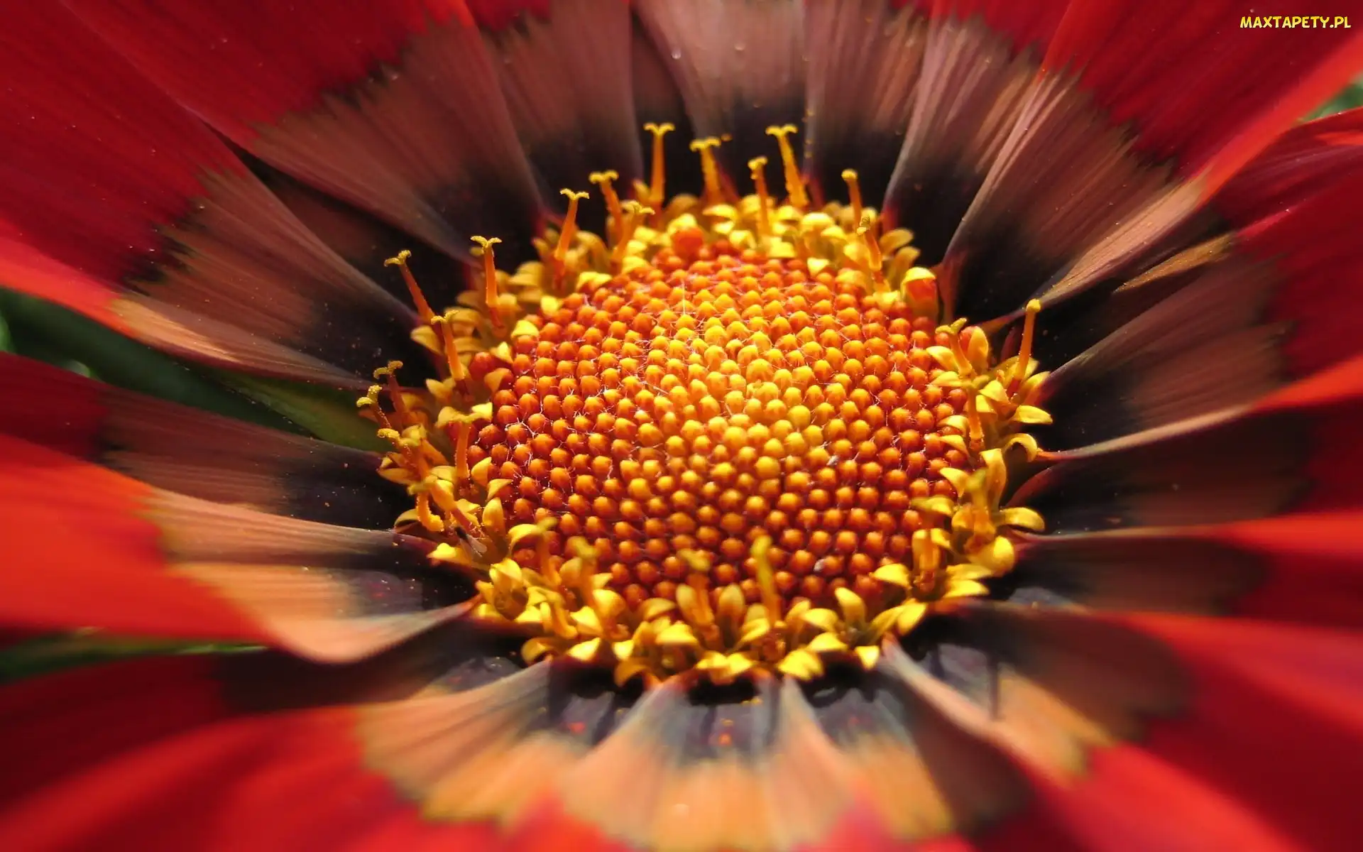 Czerwona, Gazania, Kwiatek