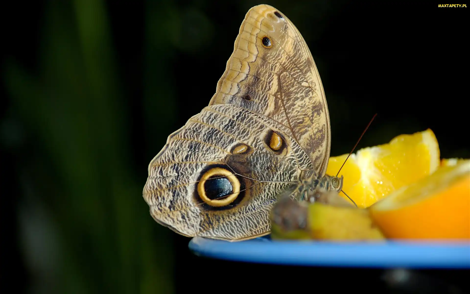Oko, Pomarańcza, Motyl