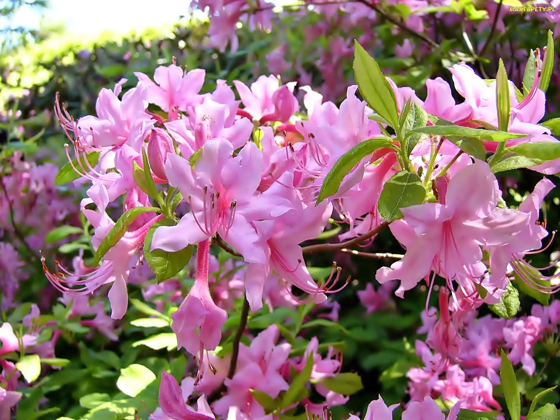 Różowy, Rozmycie, Rododendron