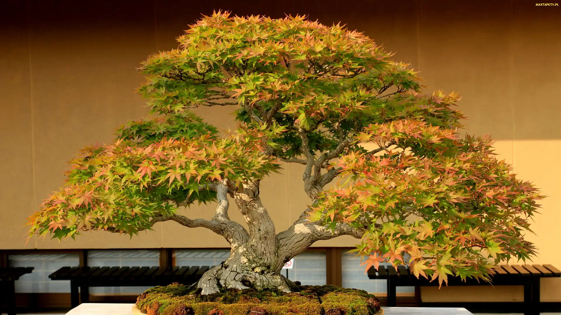 Klonu, Miniatura, Drzewko, Bonsai