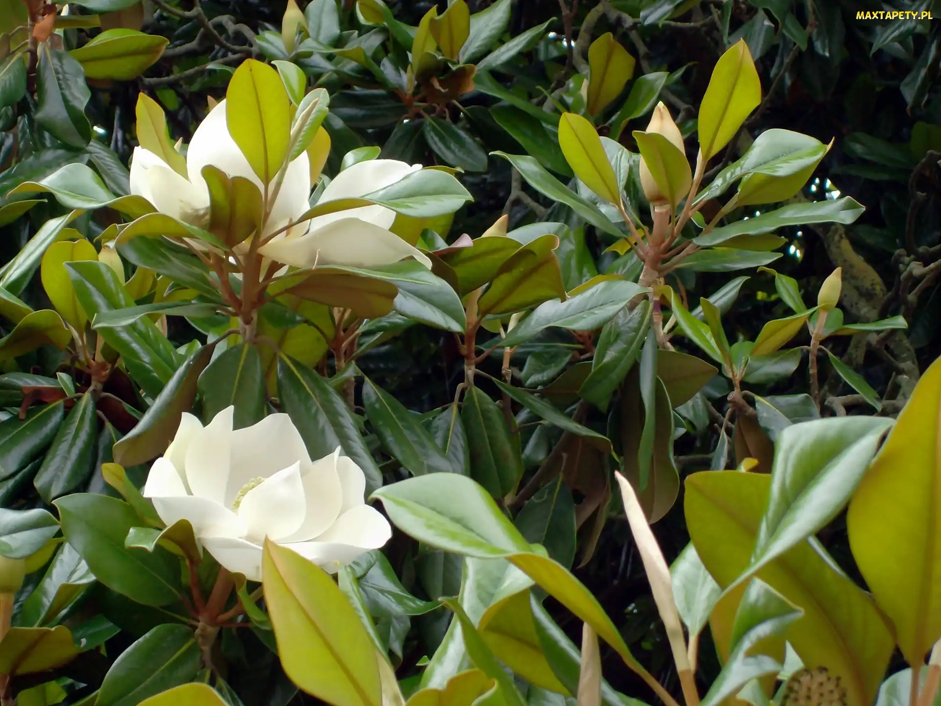 Biała, Krzew, Magnolia
