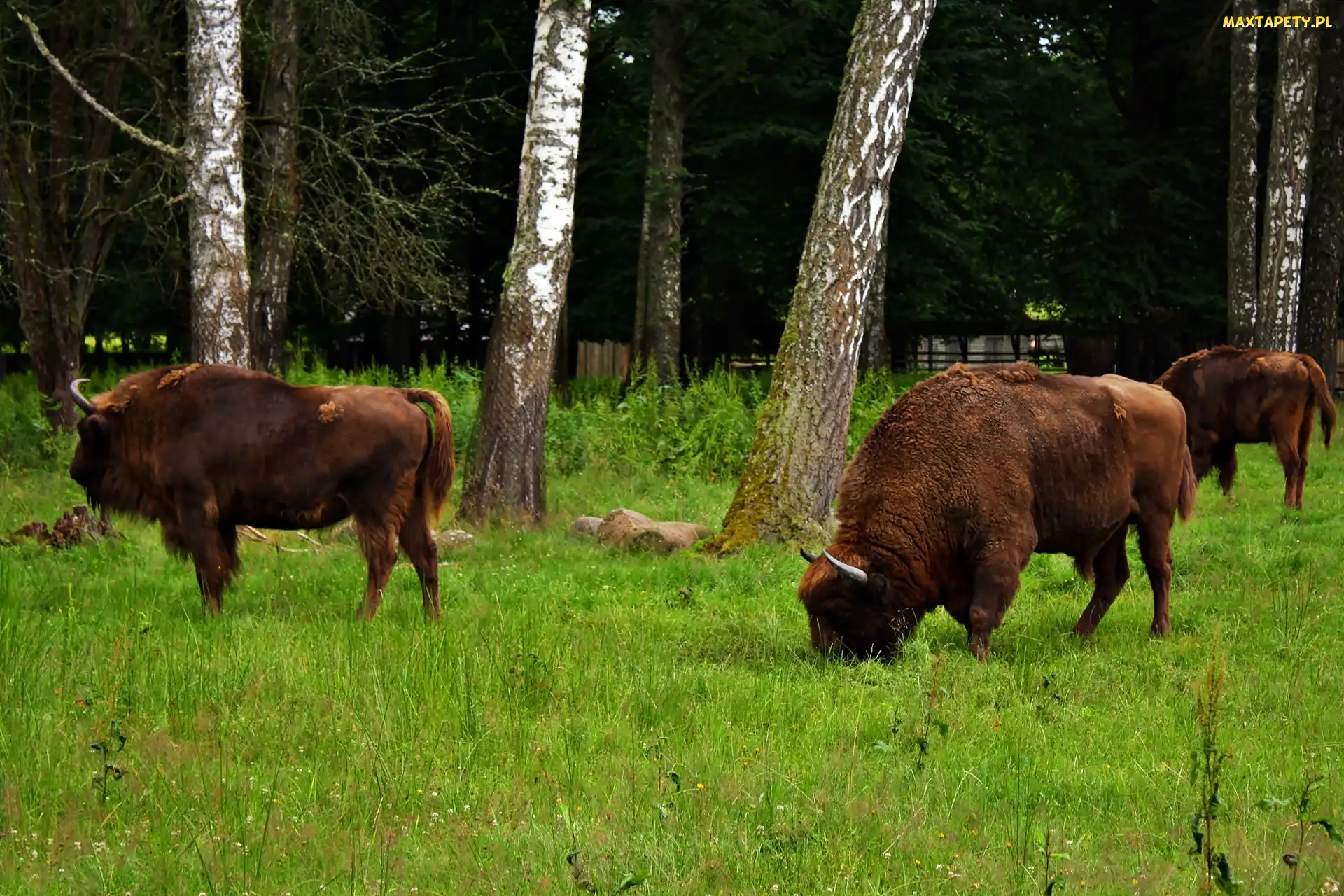 Żubry, Narodowy, Białowieski, Park