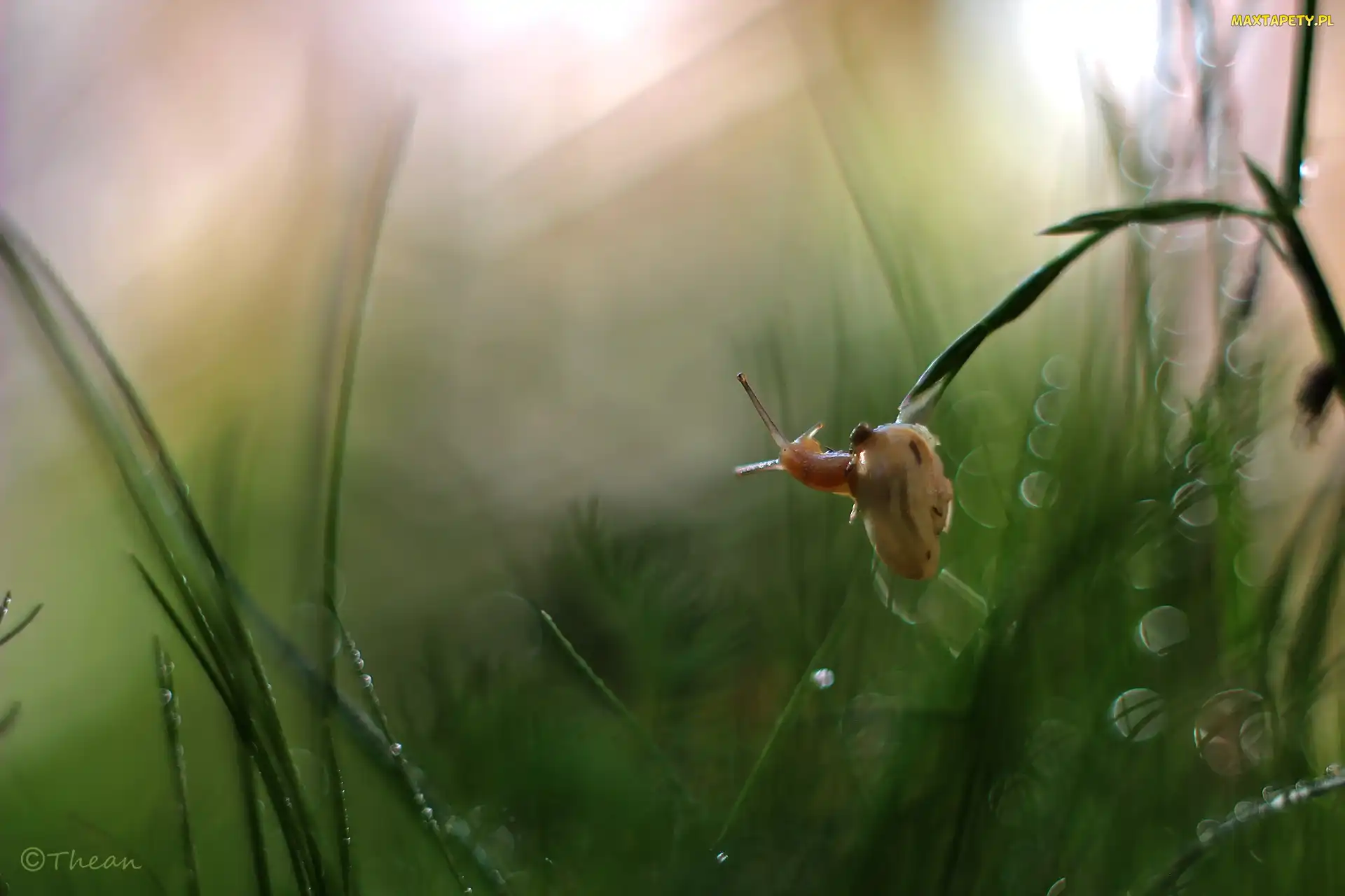 Bokeh, Trawa, Ślimak, Źdźbła