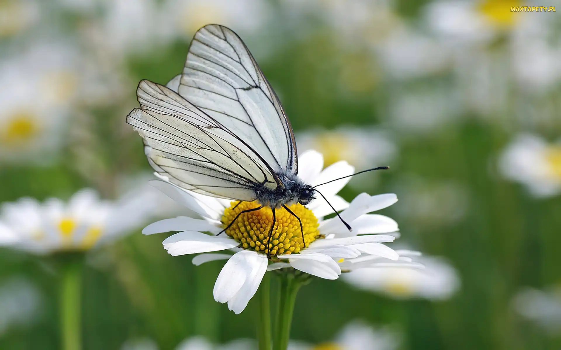 Motylek, Stokrotka, Motyl