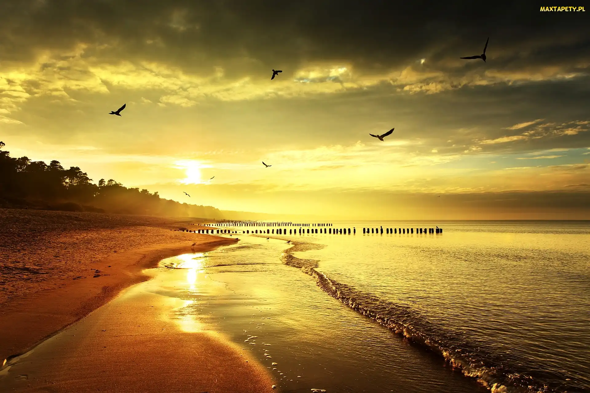 Morze, Wschód Słońca, Ptaki, Plaża
