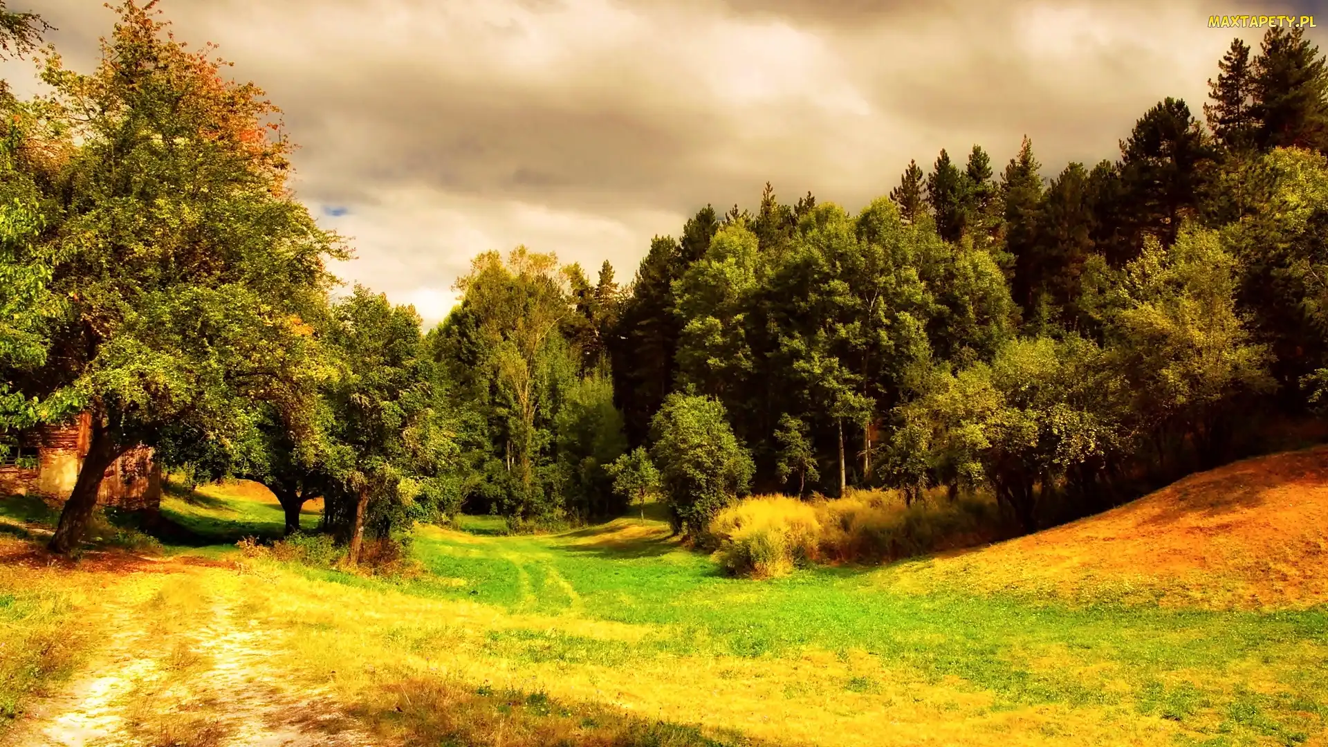 Łąka, Chmury, Las
