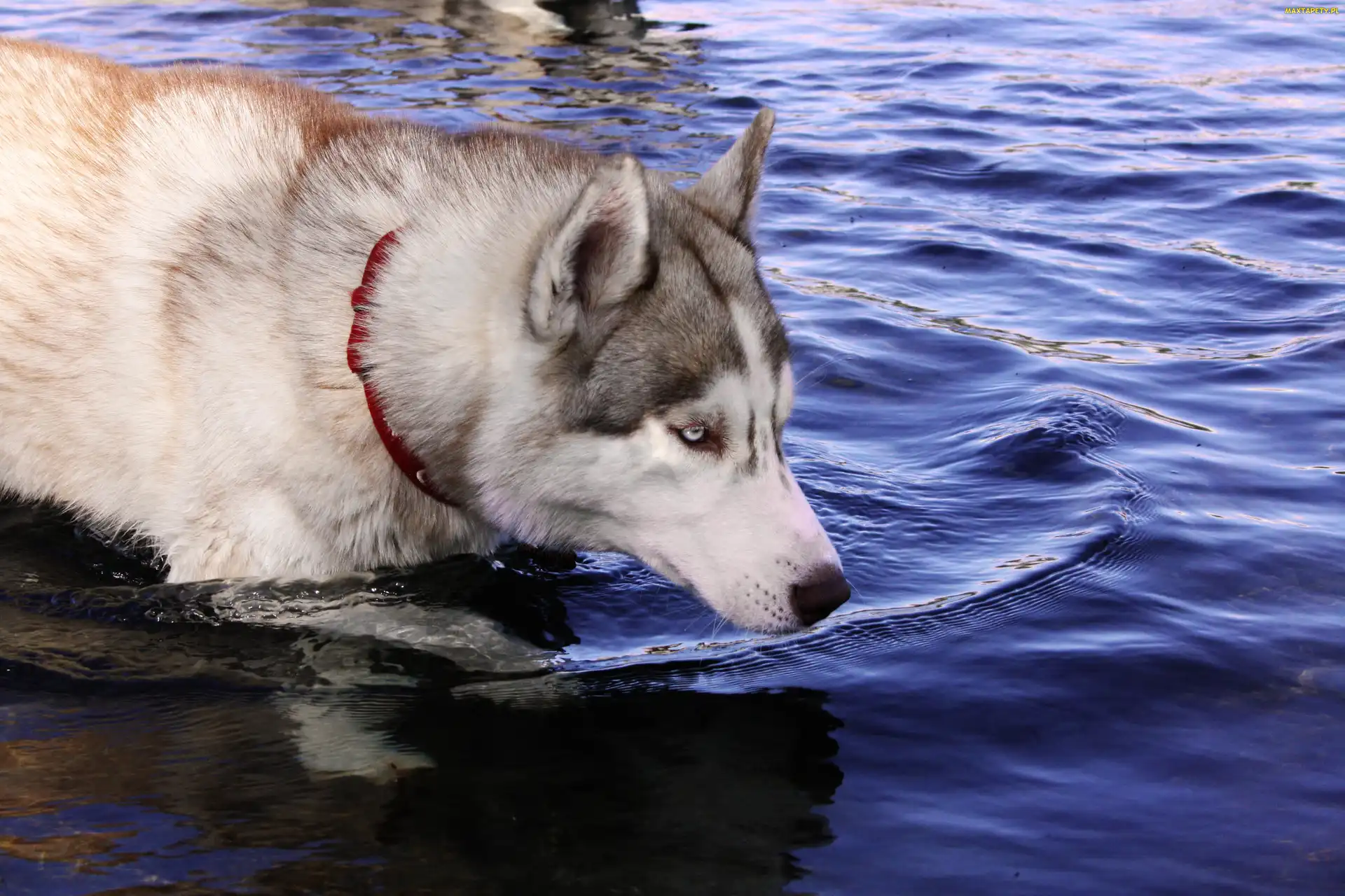 Husky, Obroża, Czerwona, Woda, Pies