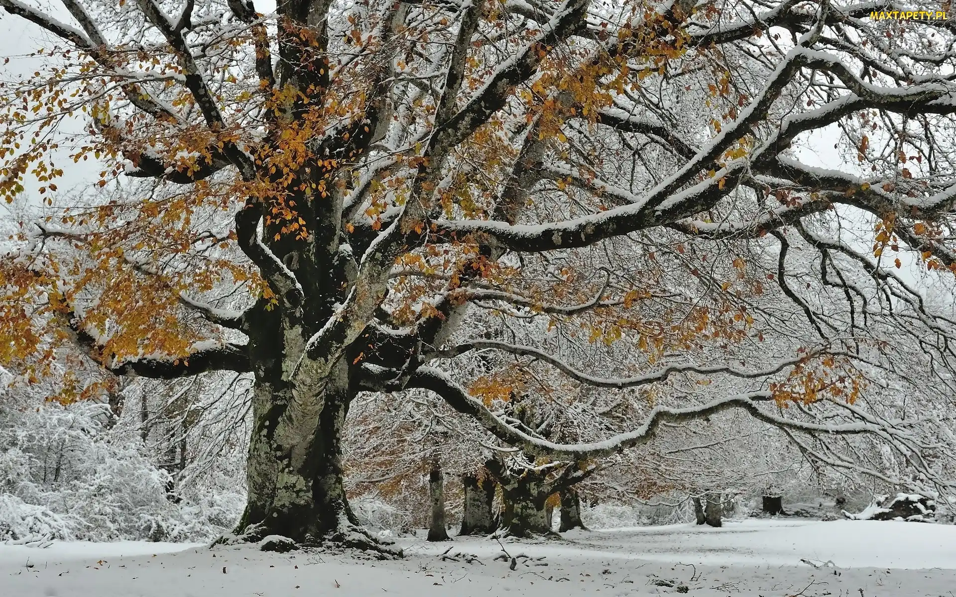 Drzewo, Ośnieżone, Zima, Park