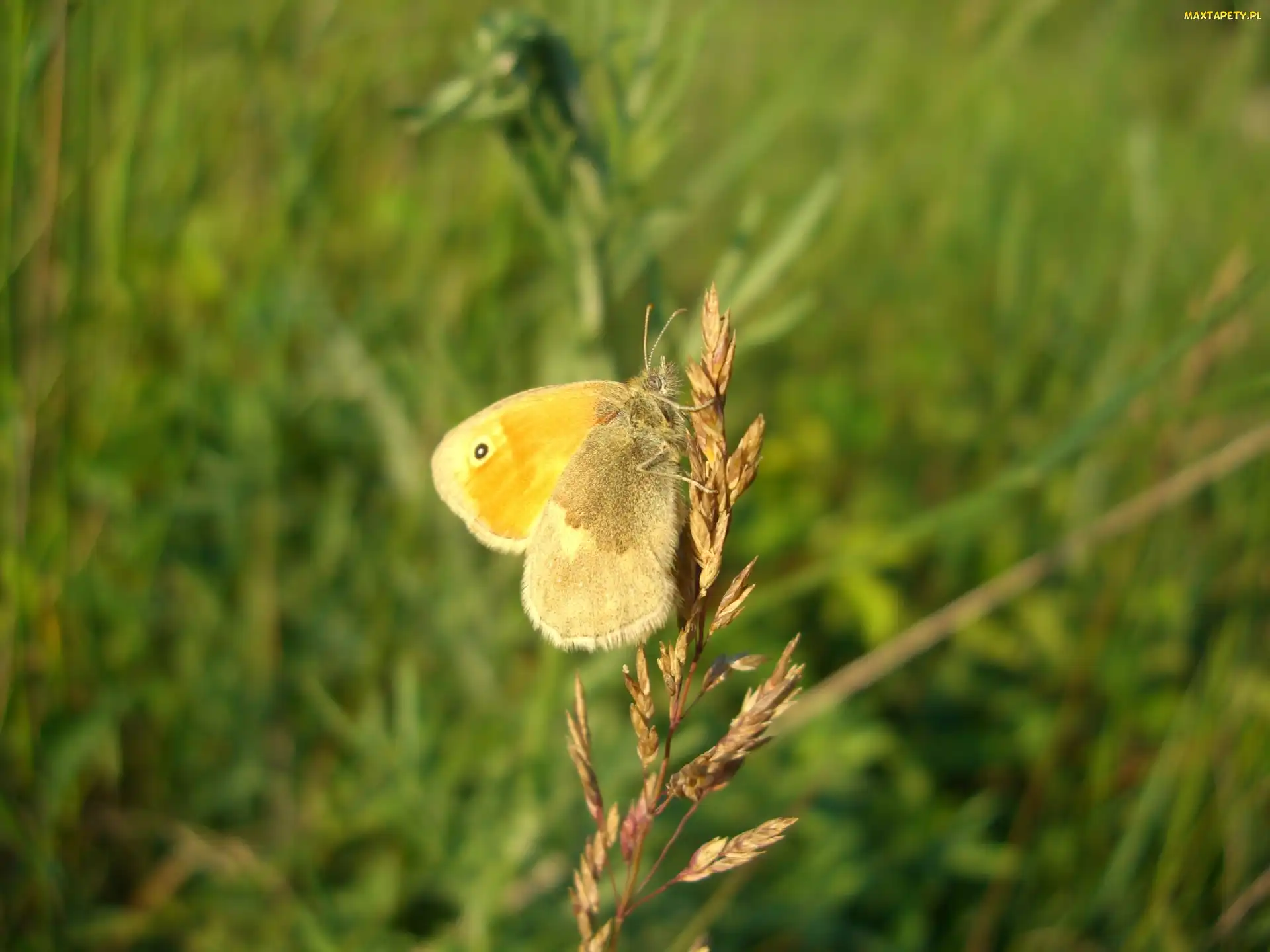 Łąka, Źdźbło, Motyl, Trawy
