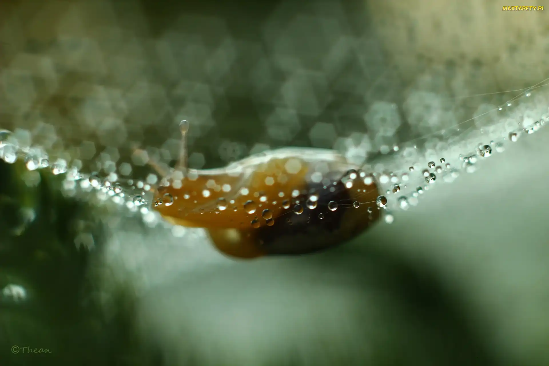 Pajęczyna, Bokeh, Ślimak