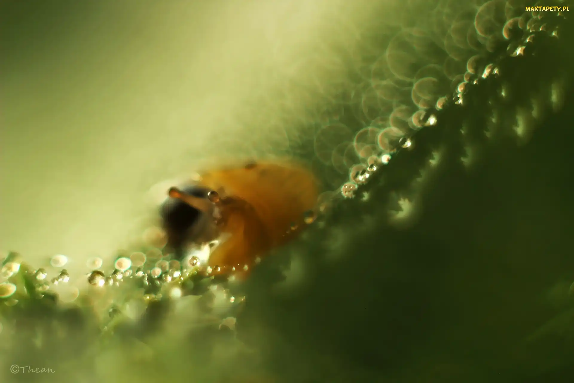 Ślimak, Oko, Bokeh