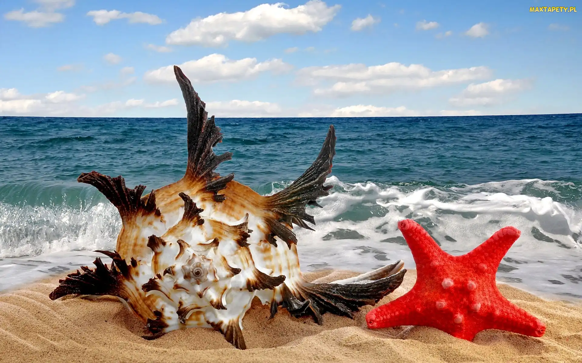 Czerwona Rozgwiazda, Fantazyjna Muszla, Morze, Plaża