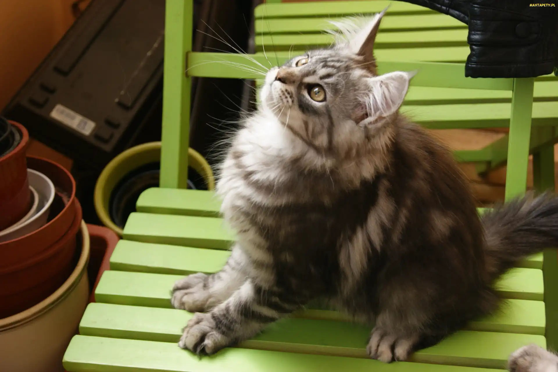 Maine Coon, Krzesło, Kotek