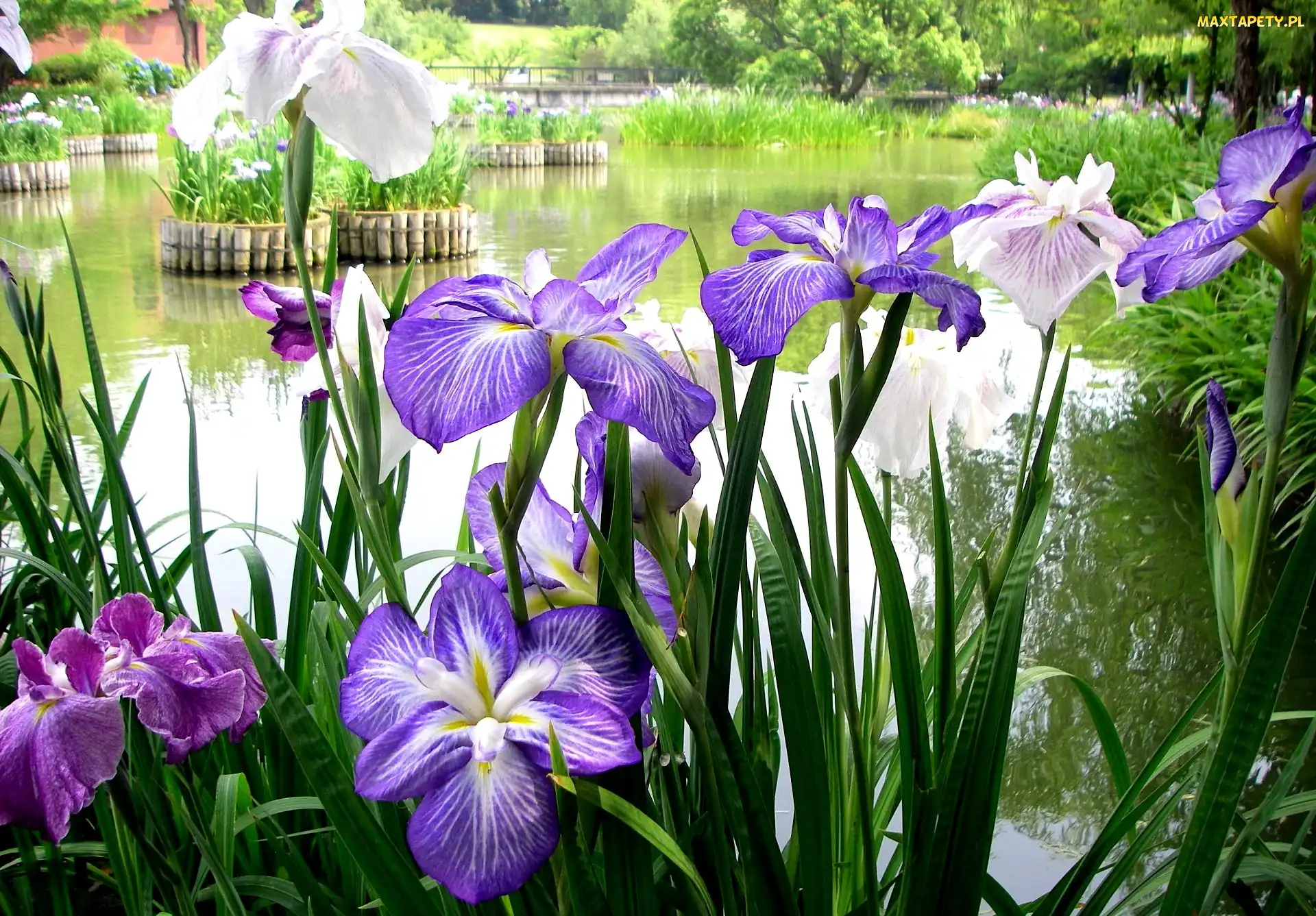 Irysy, Niebieskie, Park, Staw