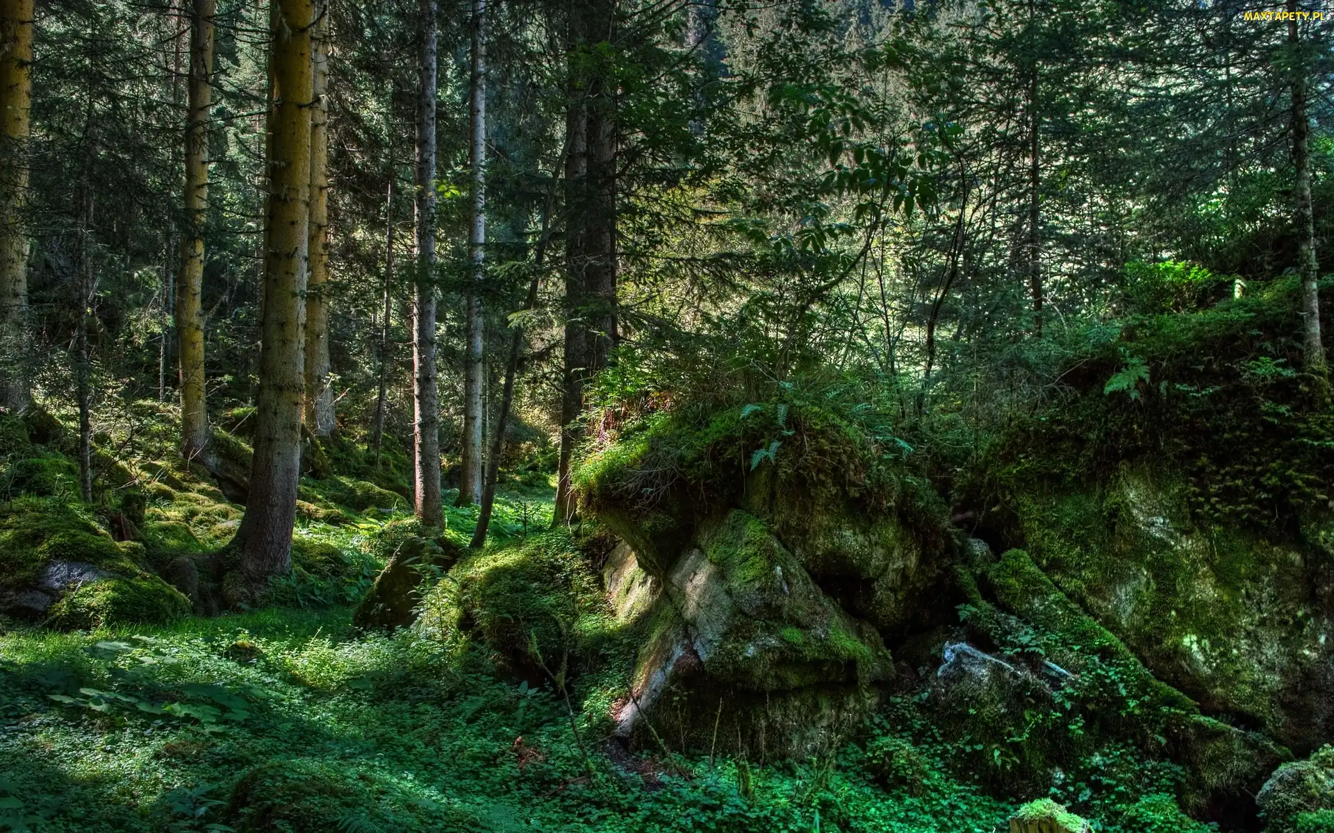 Kamienie, Rośliny, Las