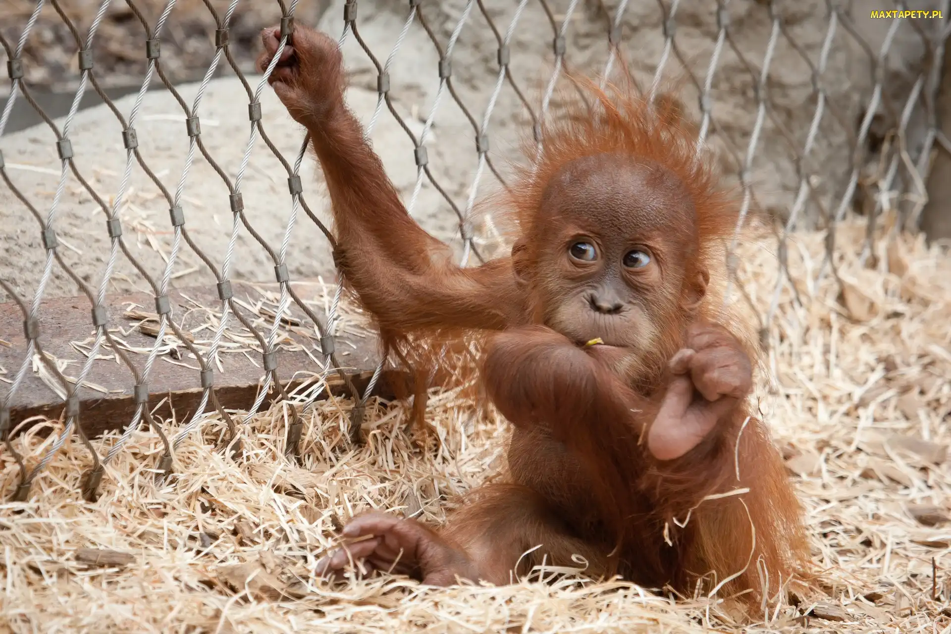 Orangutan, Młody
