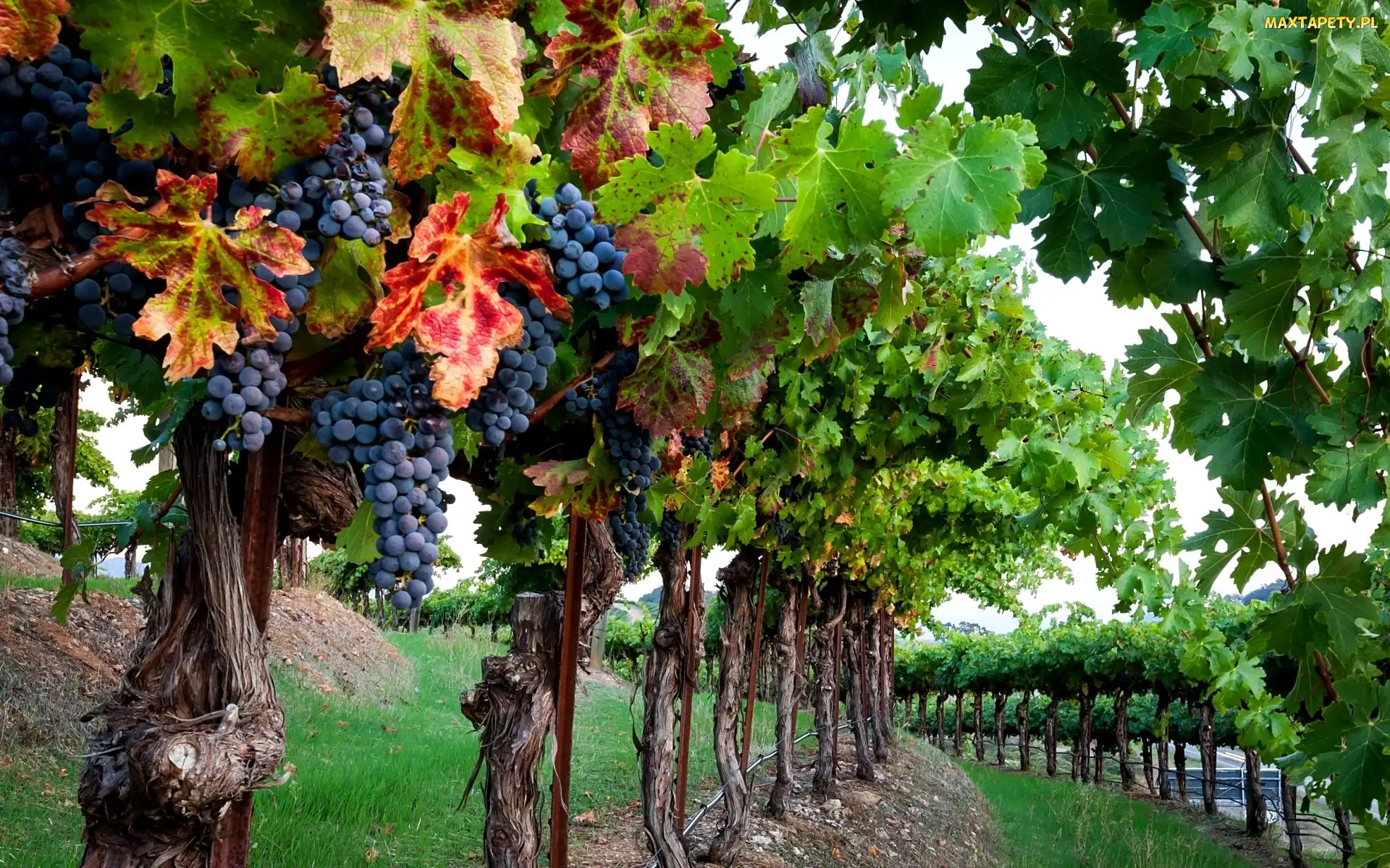 Winogrona, Plantacja, Granatowe