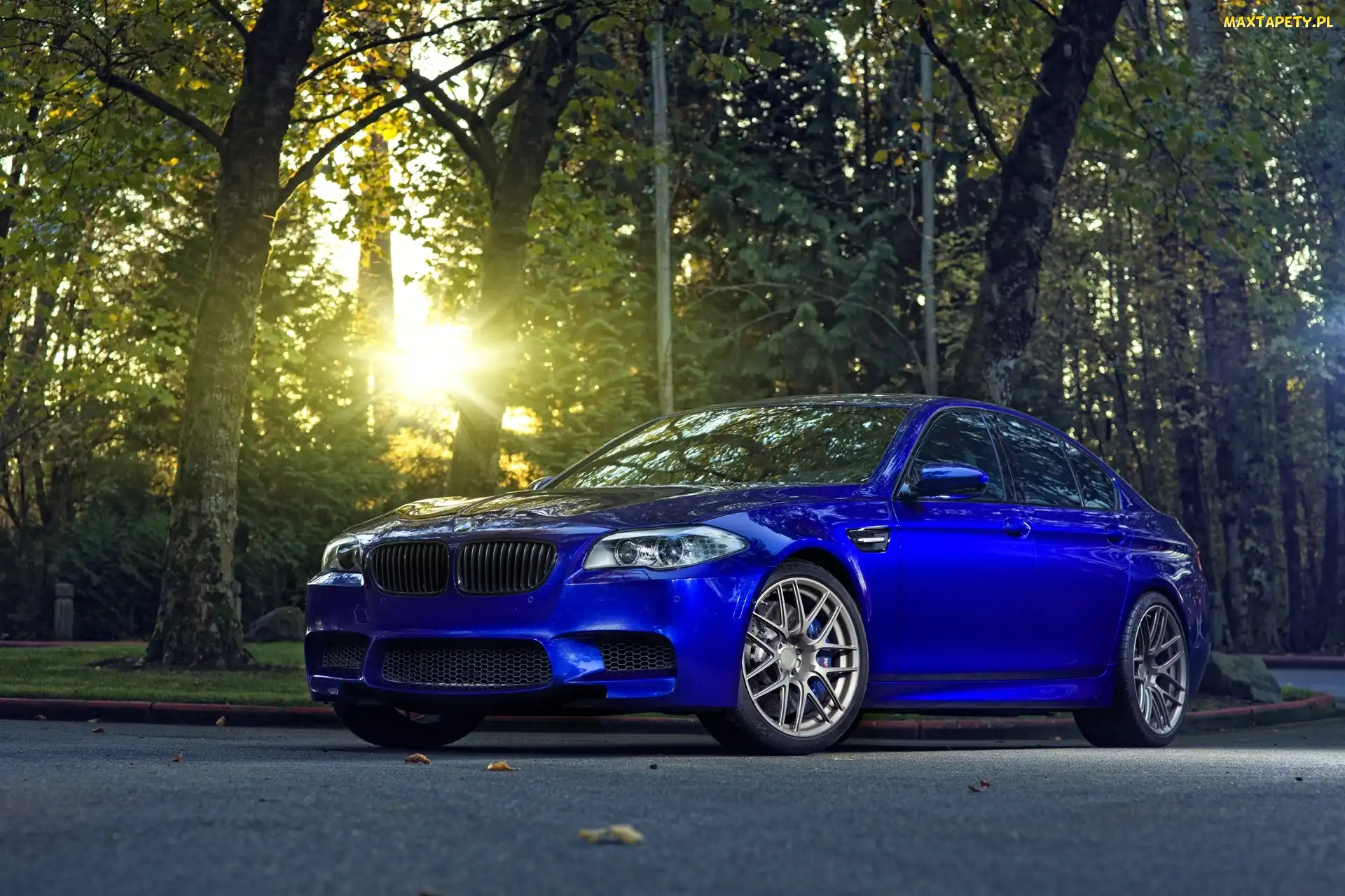 Promienie, BMW, Niebieskie, Słońca, Las