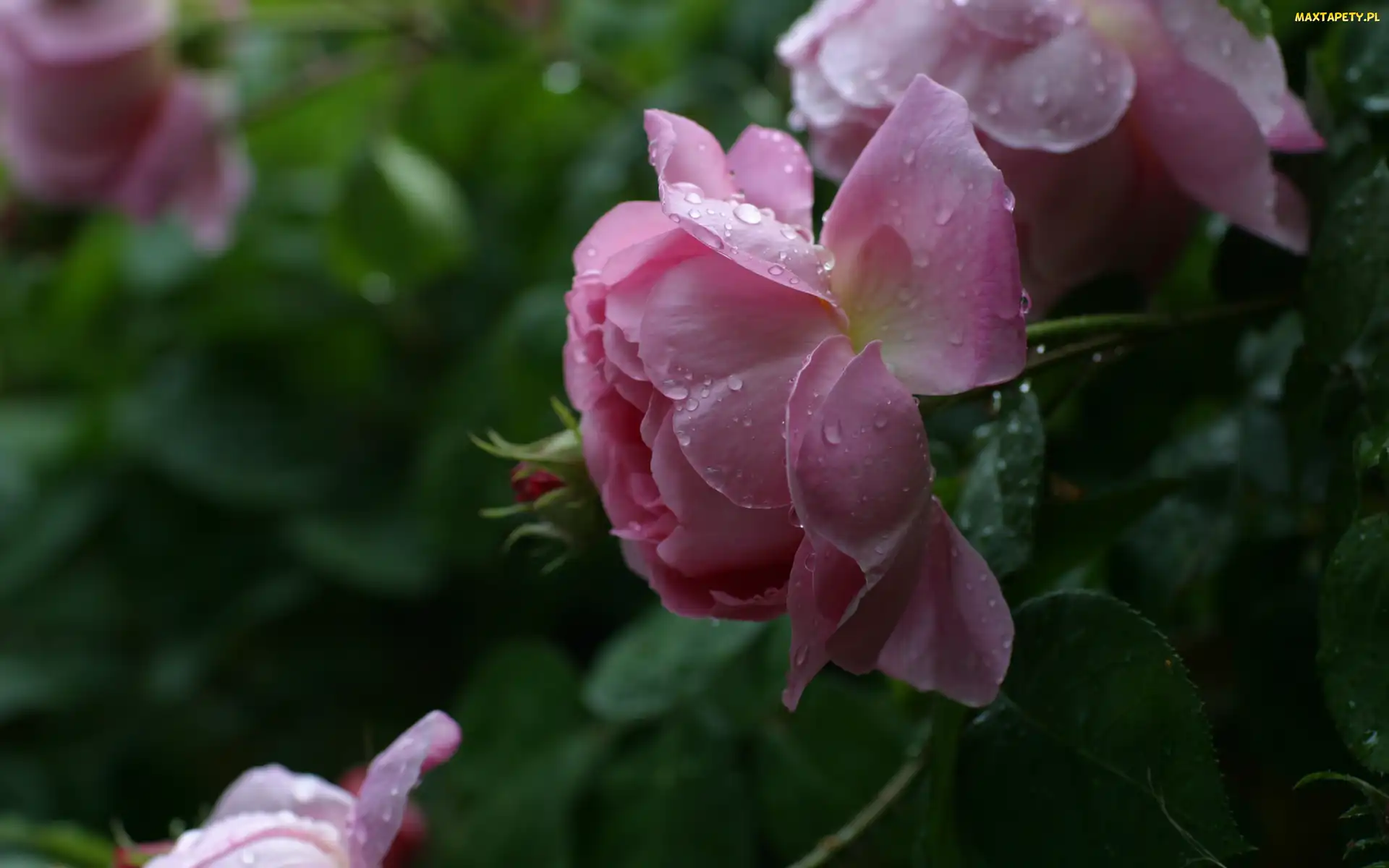 Różowe, Krople, Rosa, Róże