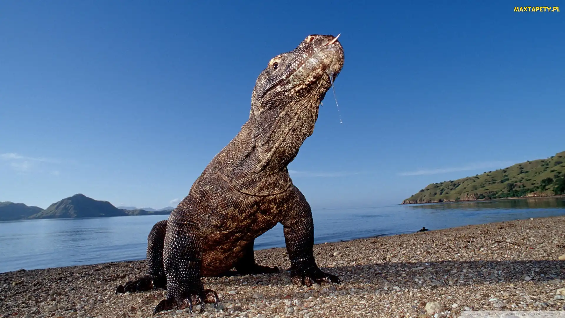 Komodo, Indonezja, Waran