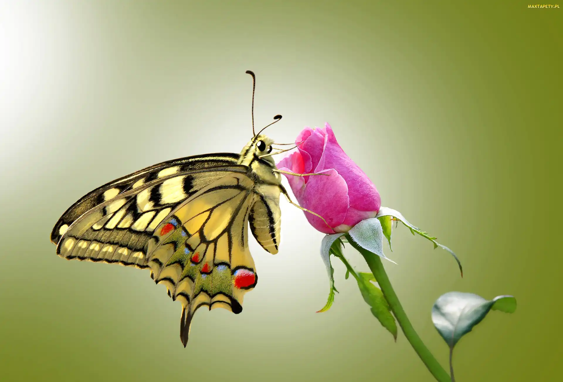 Róża, Motyl