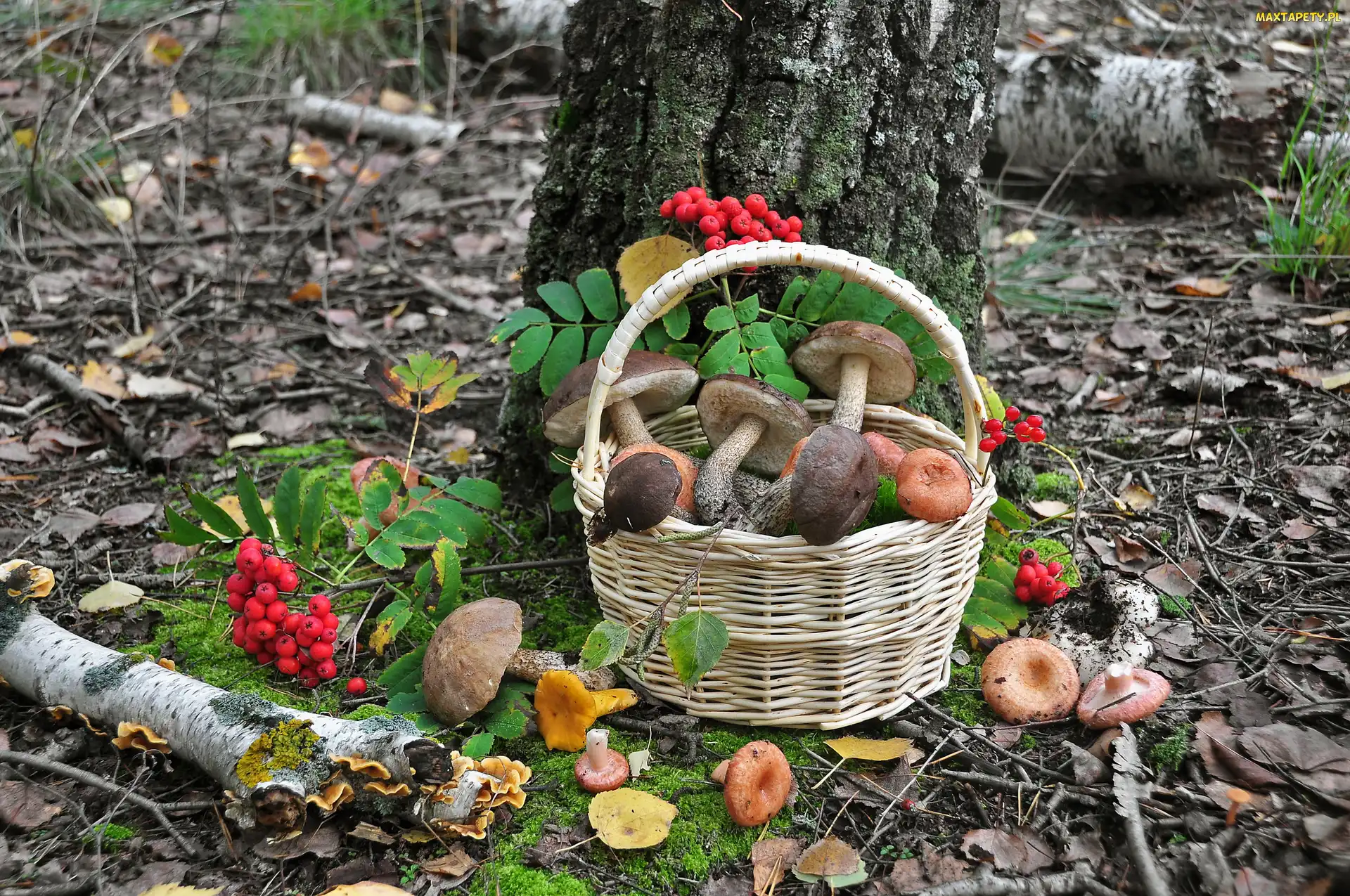Ściółka, Drzewa, Koszyk, Las, Grzyby, Jarzębina