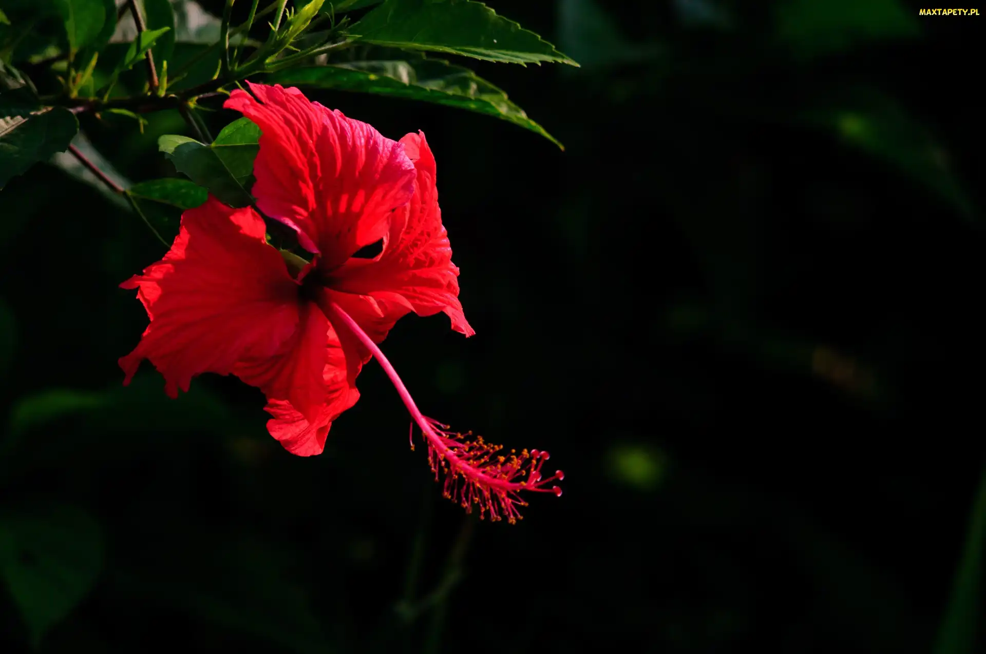 Kwiat, Hibiskus, Czerwony