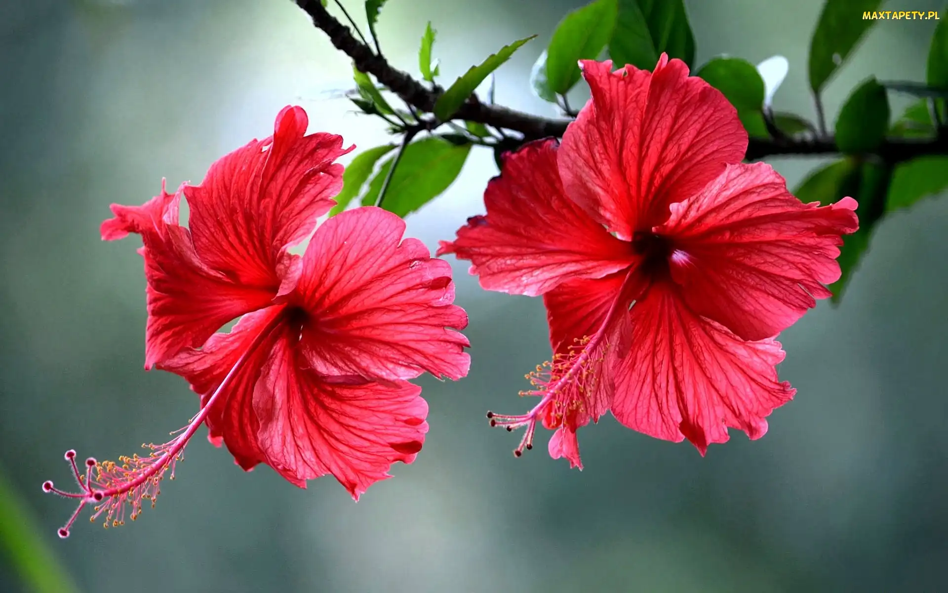 Kwiaty, Hibiskus