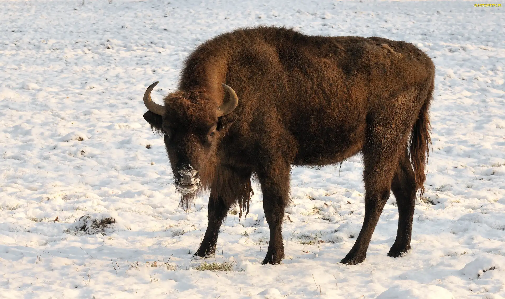 Śnieg, Żubr, Zima