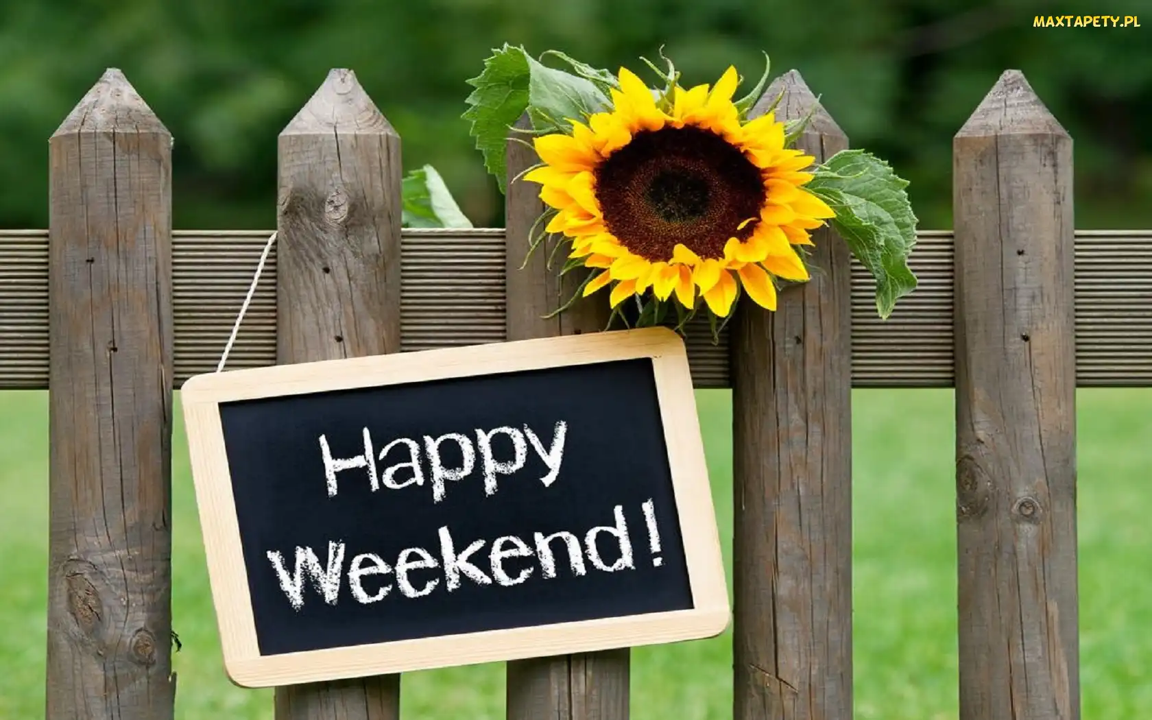 Happy Weekend, Łąka, Płot, Słonecznik