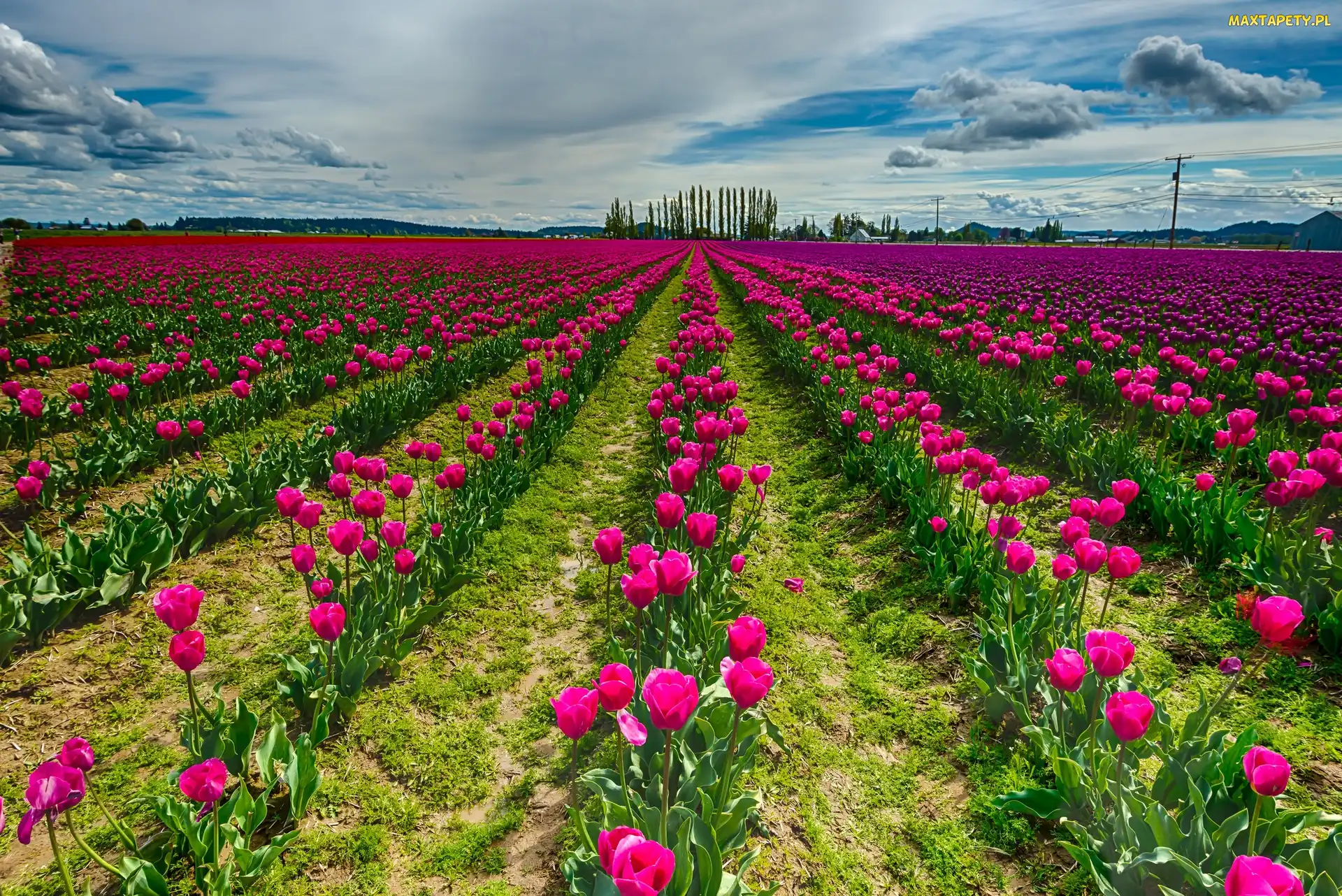 Tulipany, Uprawa, Różowe