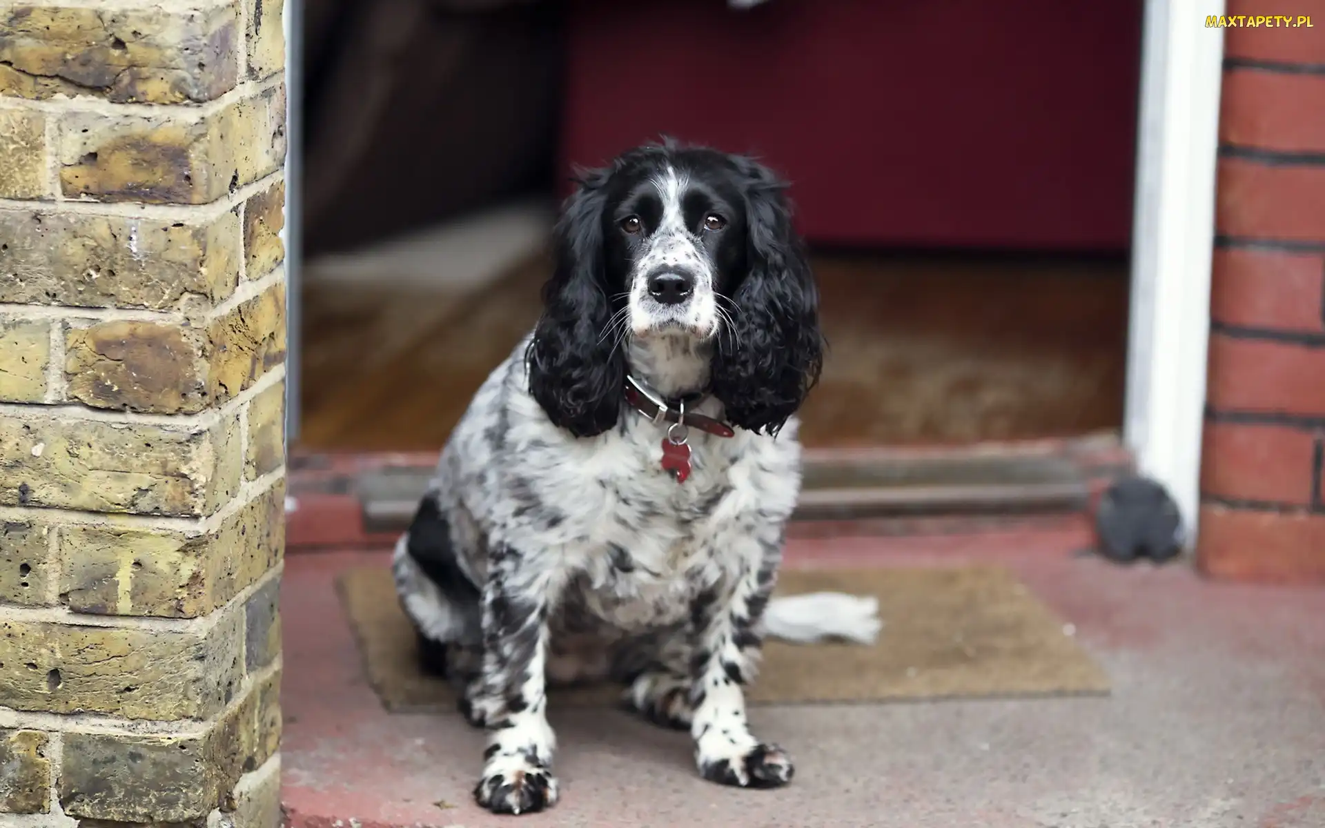 Spaniel, Domu, Fasada, Angielski, Cocker