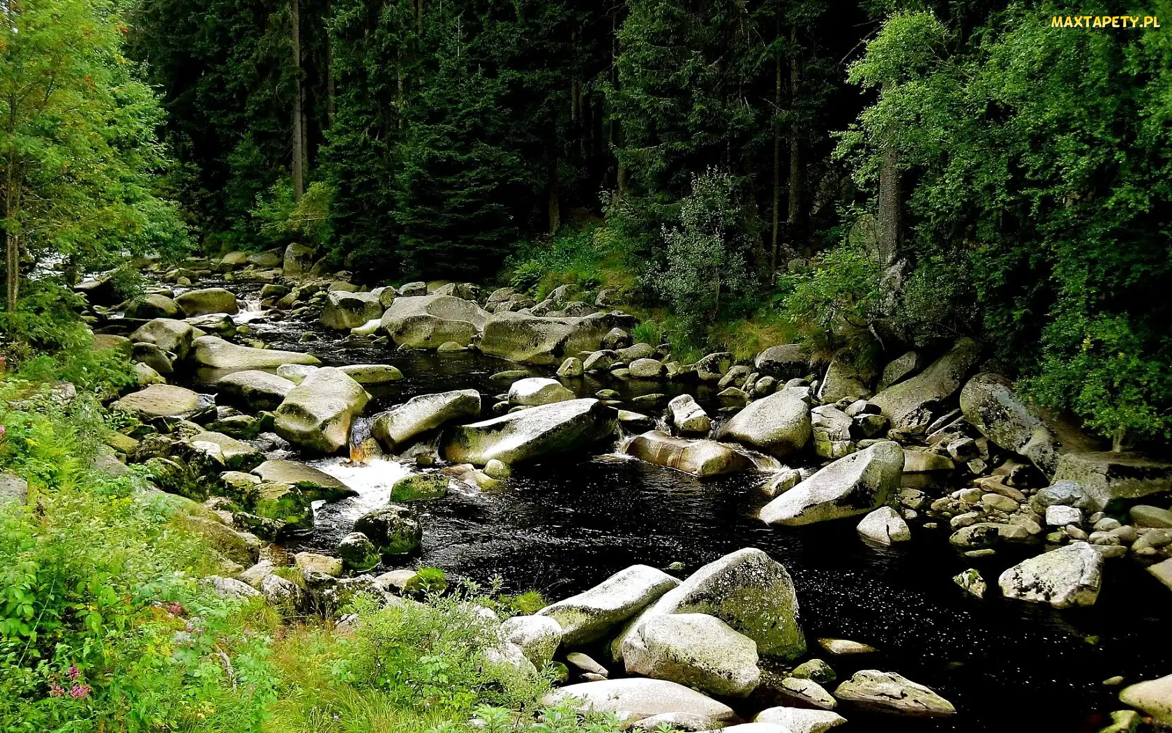 Las, Kamienie, Rzeka