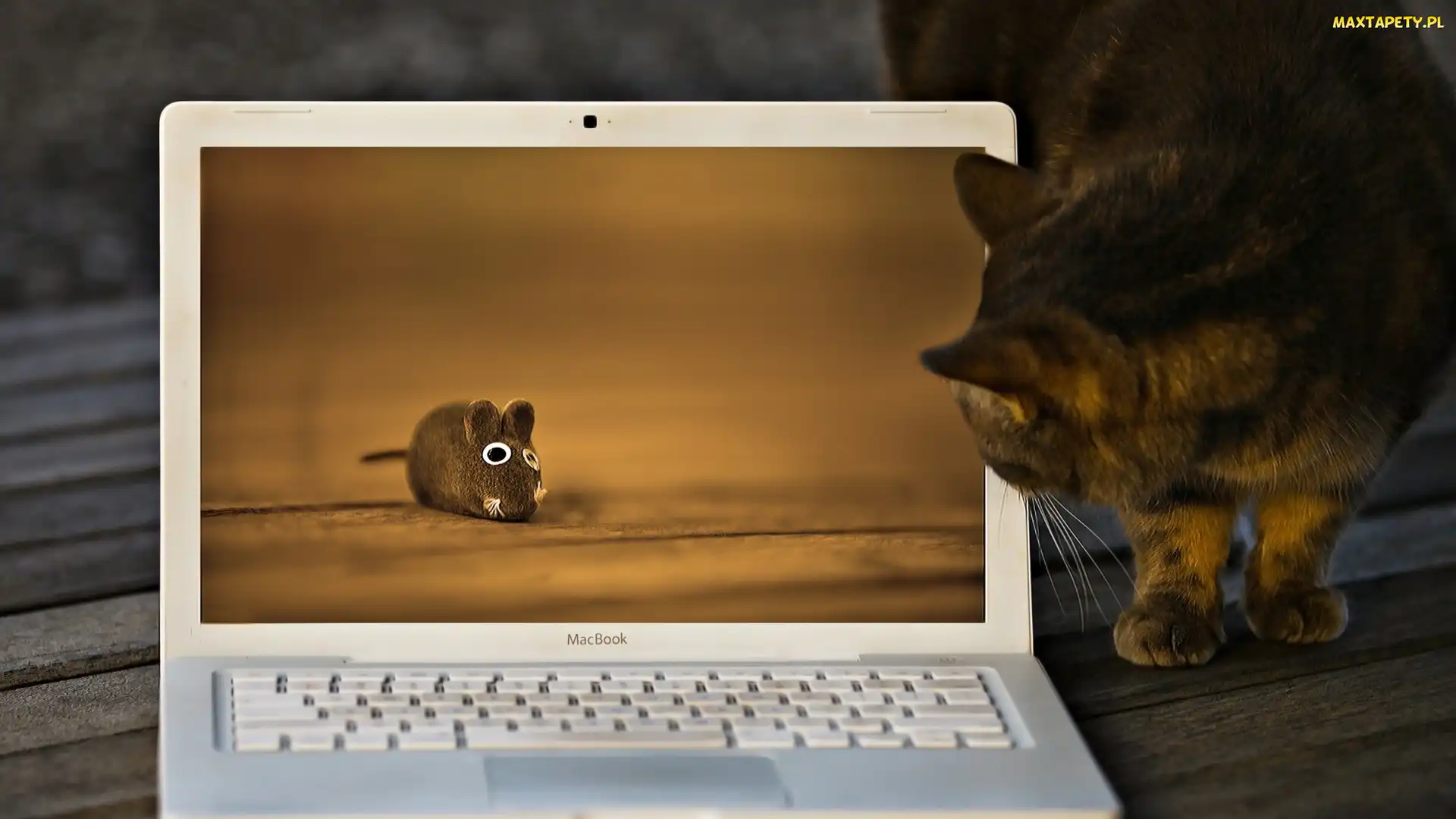 Kot, Mysz, Laptop