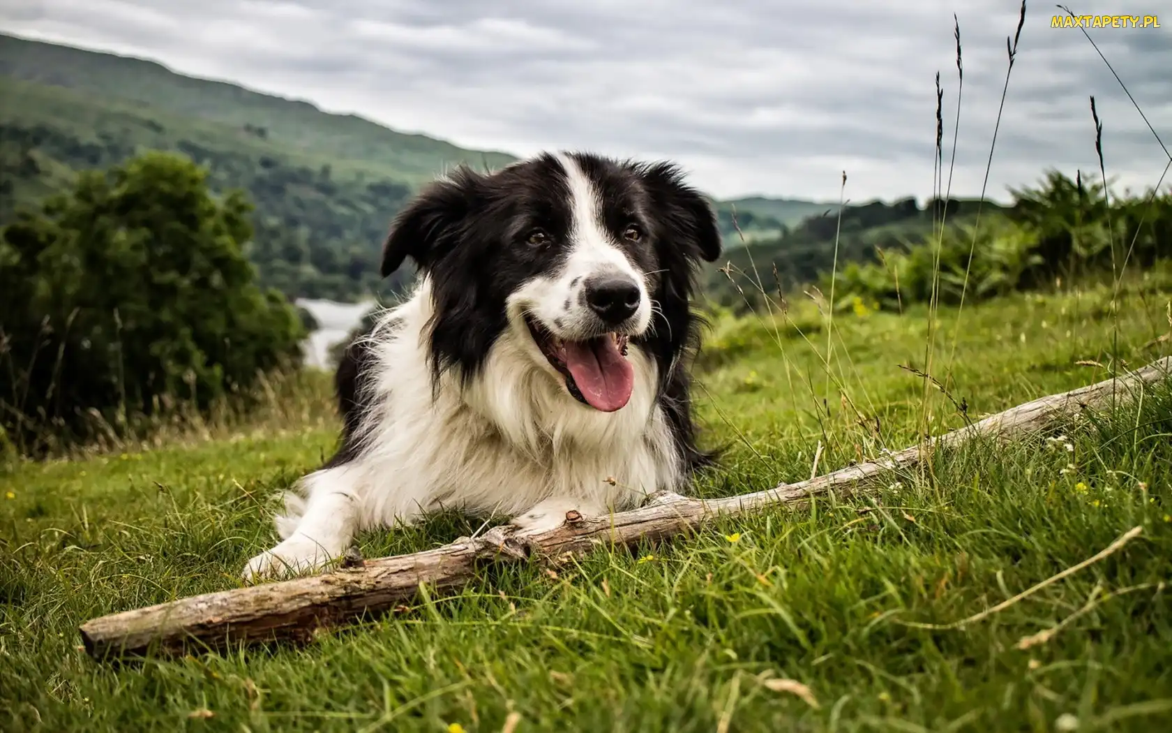 Łąka, Kij, Border Collie