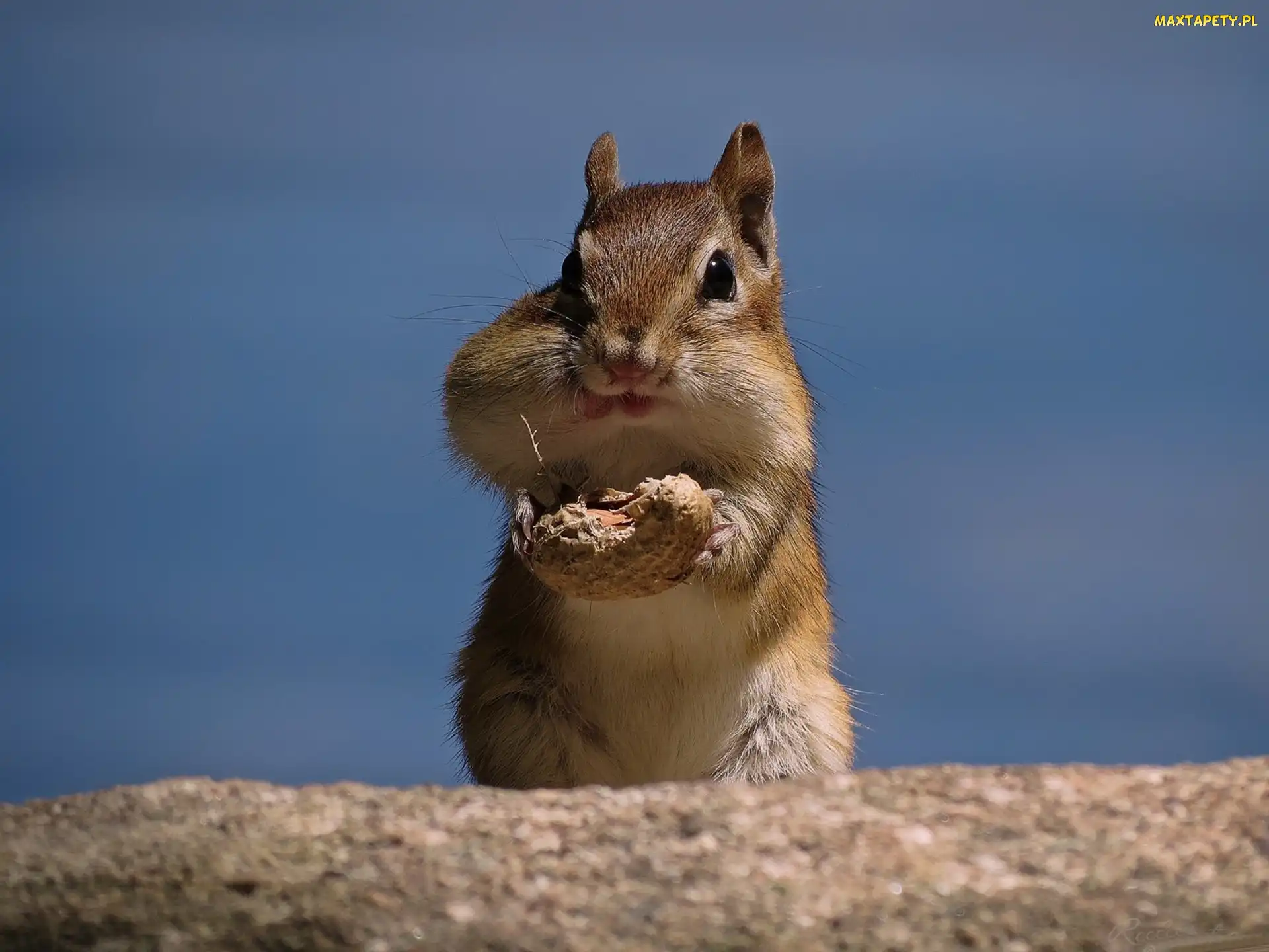 Orzeszek, Niebo, Chipmunk