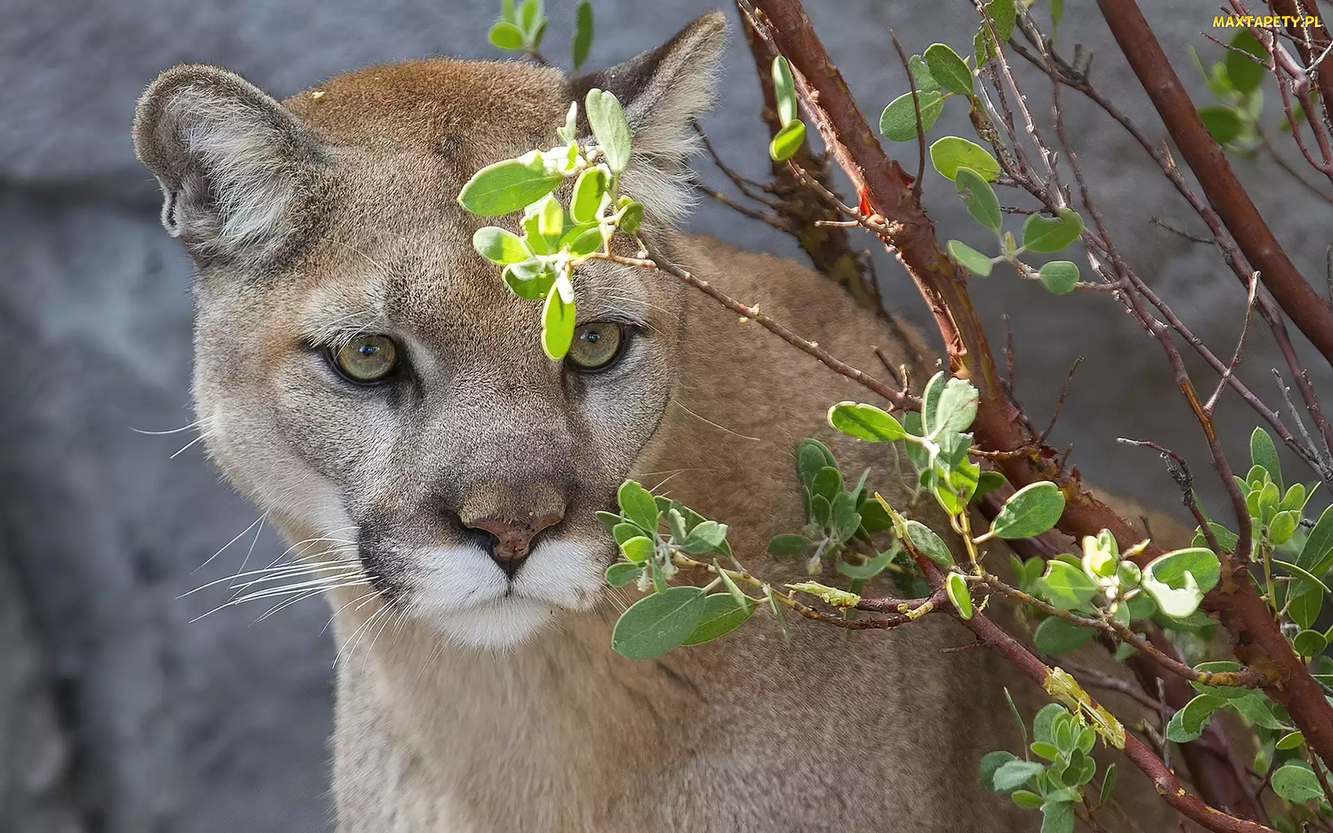 Puma