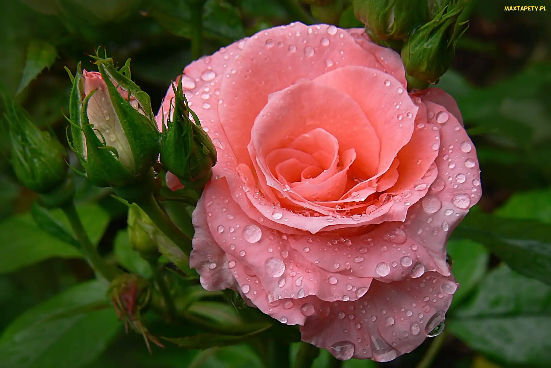 Róża, Krople, Kropelki, Rosa, Różowa
