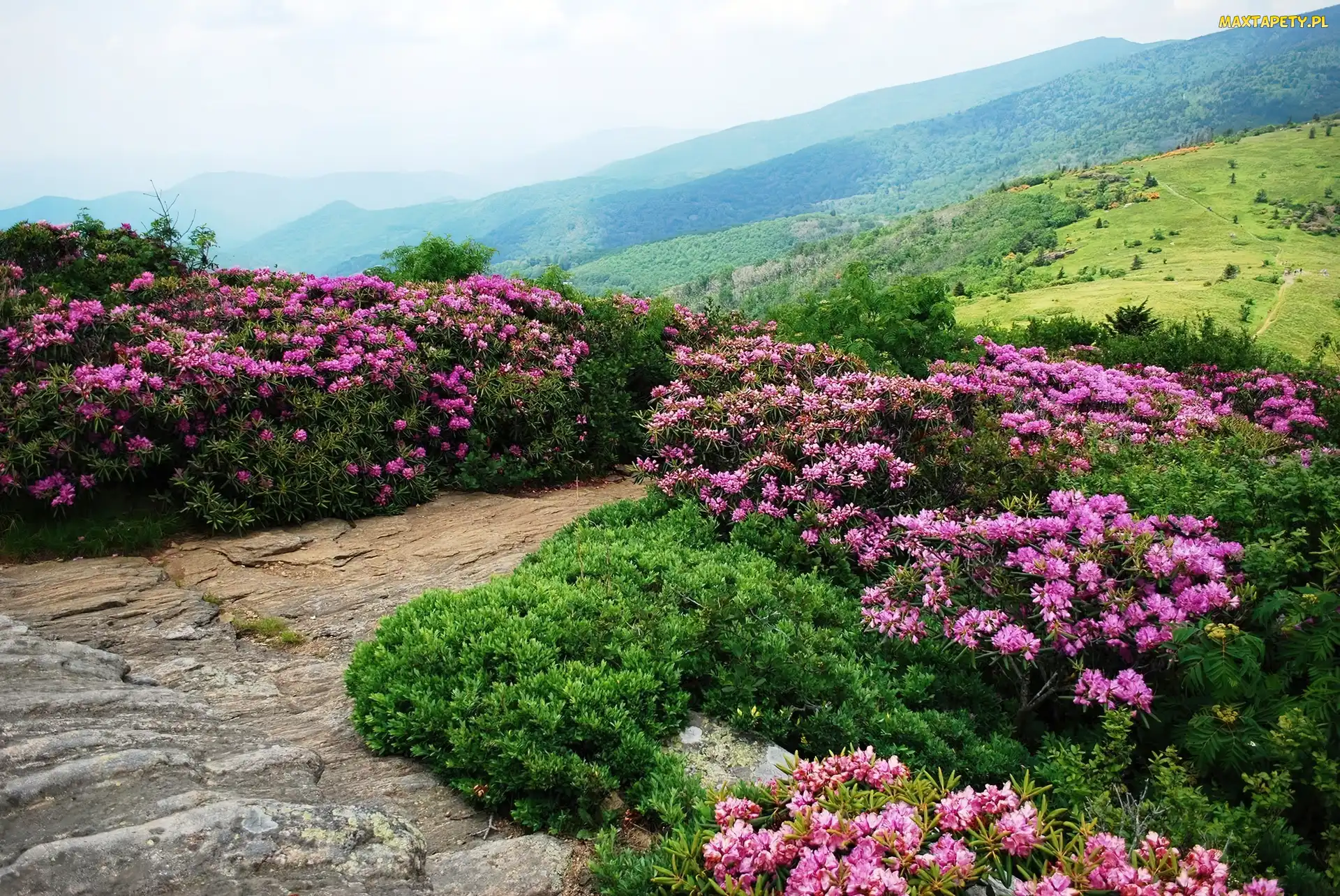Stany Zjednoczone, Stan Tennessee, Różaneczniki, Szlak Appalachów, Kwiaty, Góry Appalachy