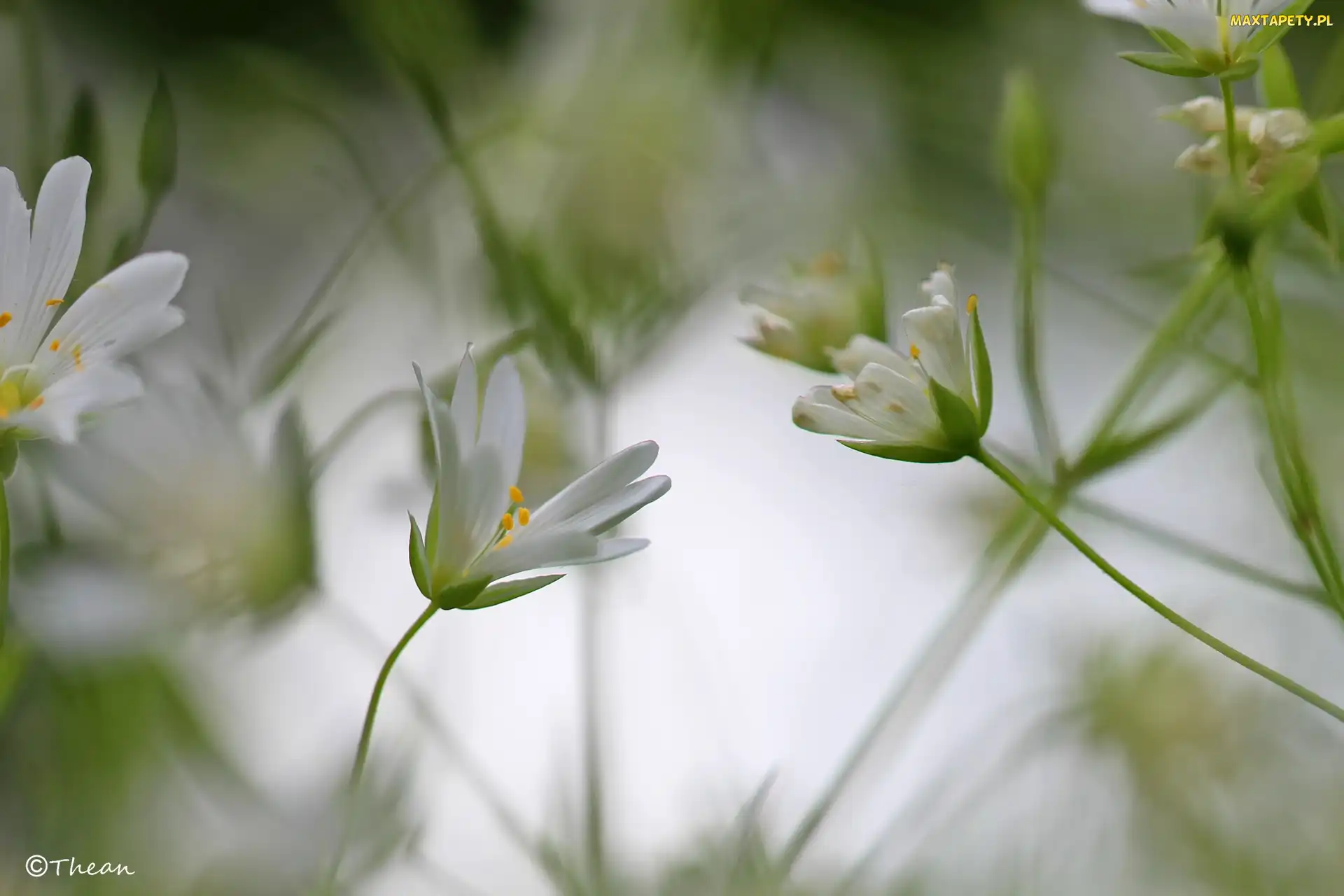 Rogownica, Kwiaty, Białe