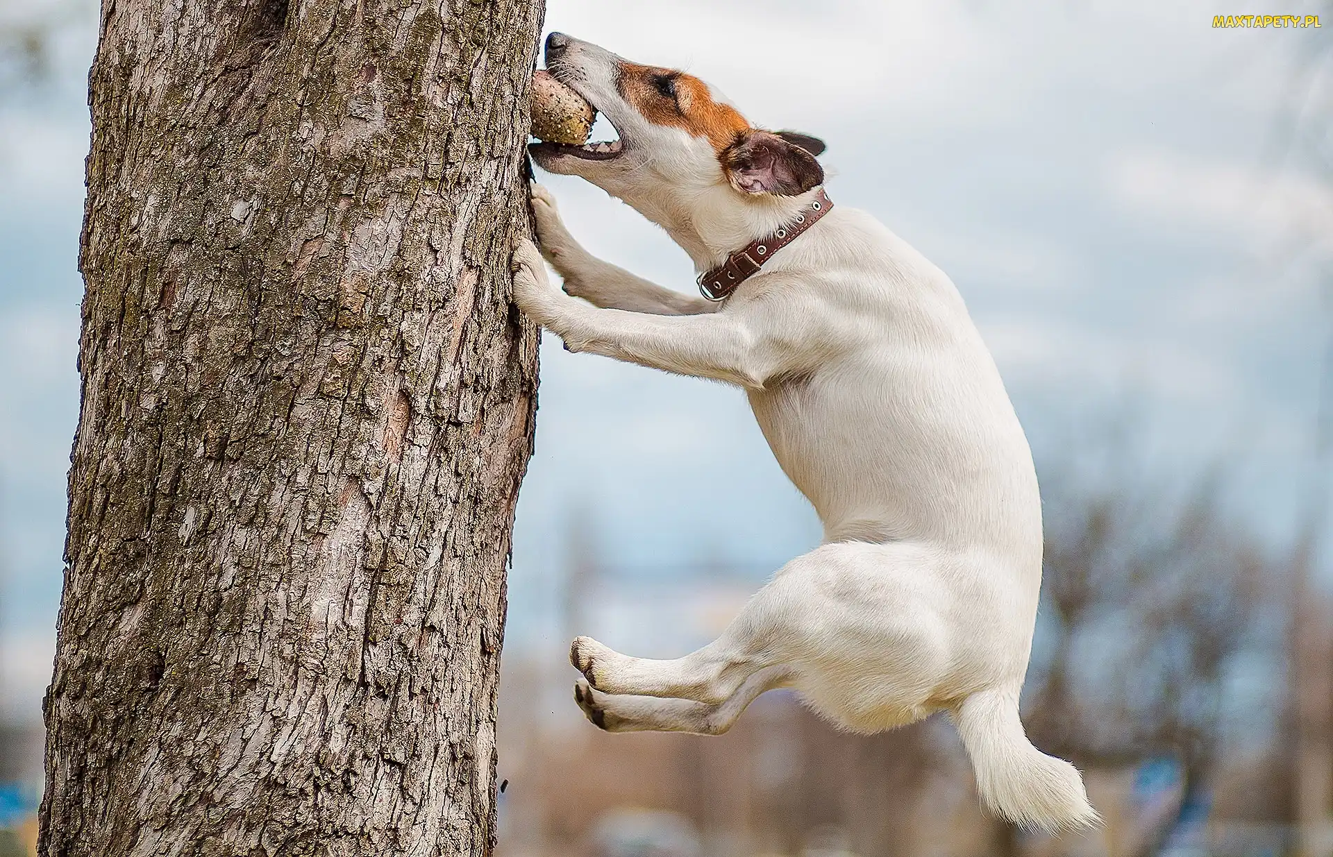 Skok, Drzewo, Pies, Jack Russell Terrier