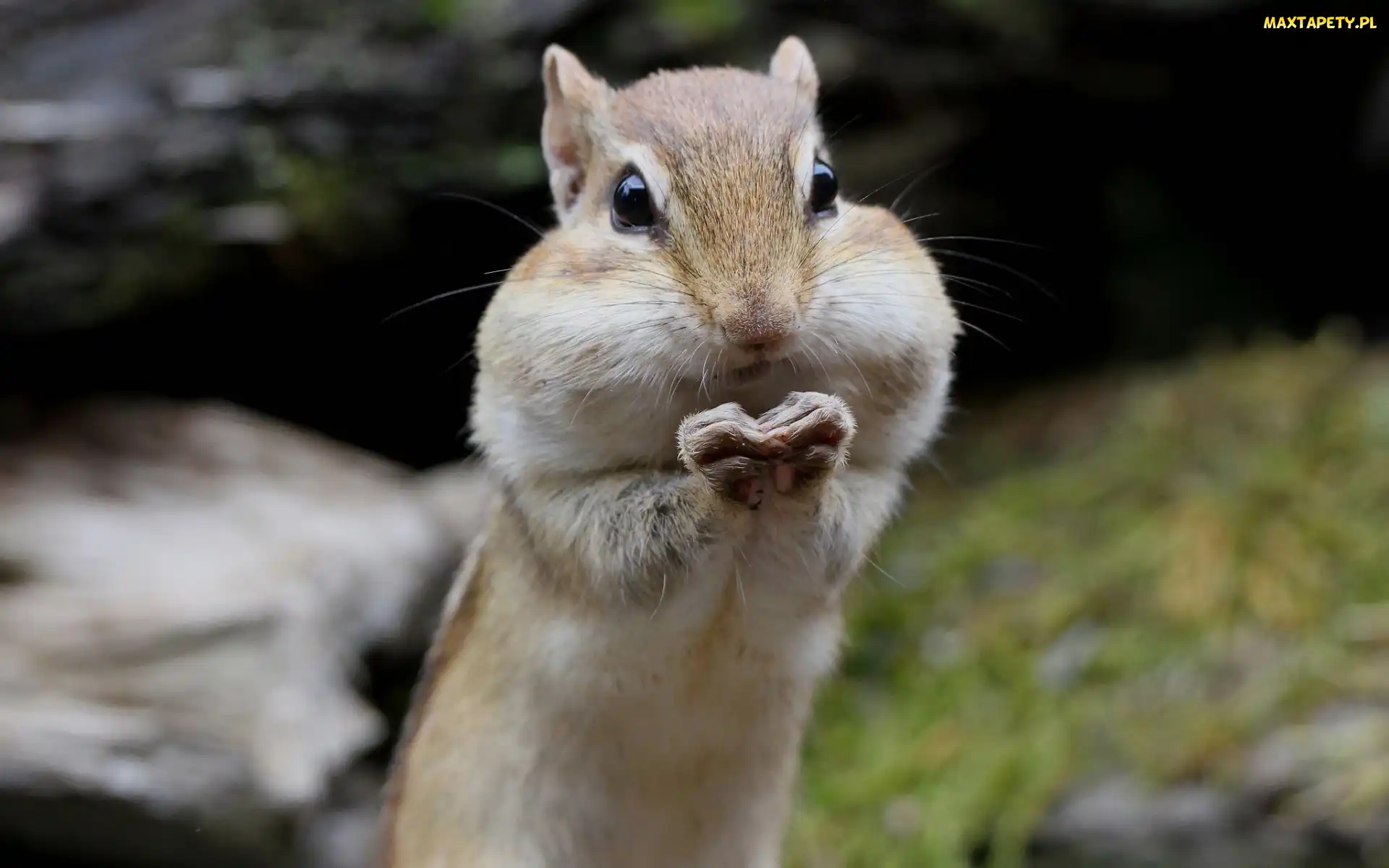 Łapki, Chipmunk