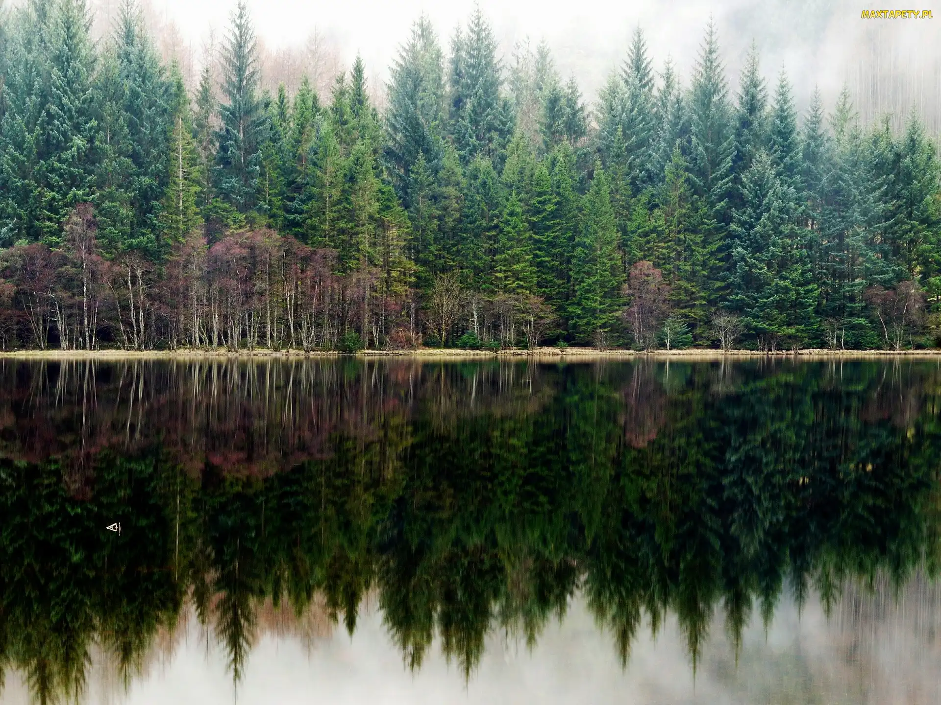 Las, Odbicie, Jezioro