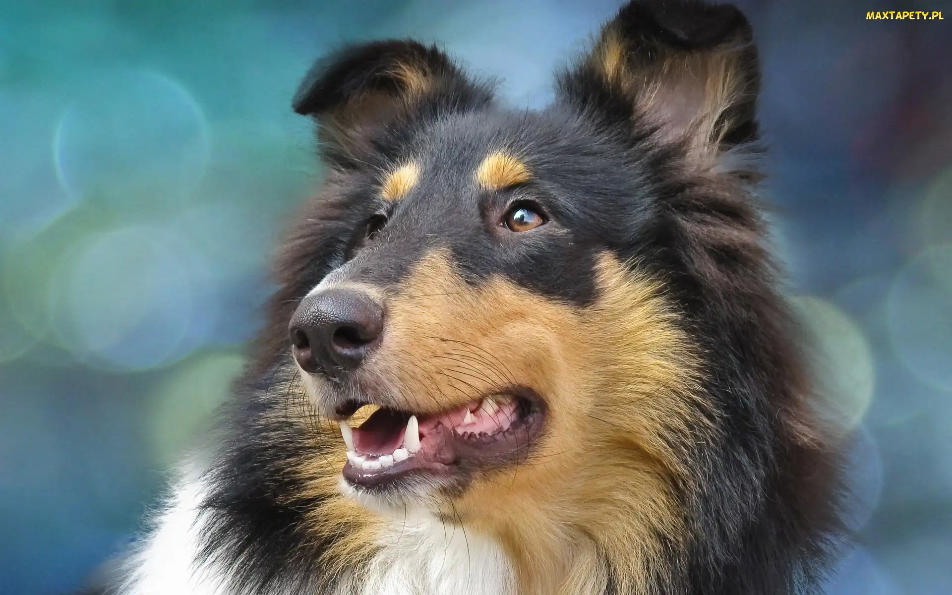 Collie, Głowa, Owczarek Szkocki Długowłosy