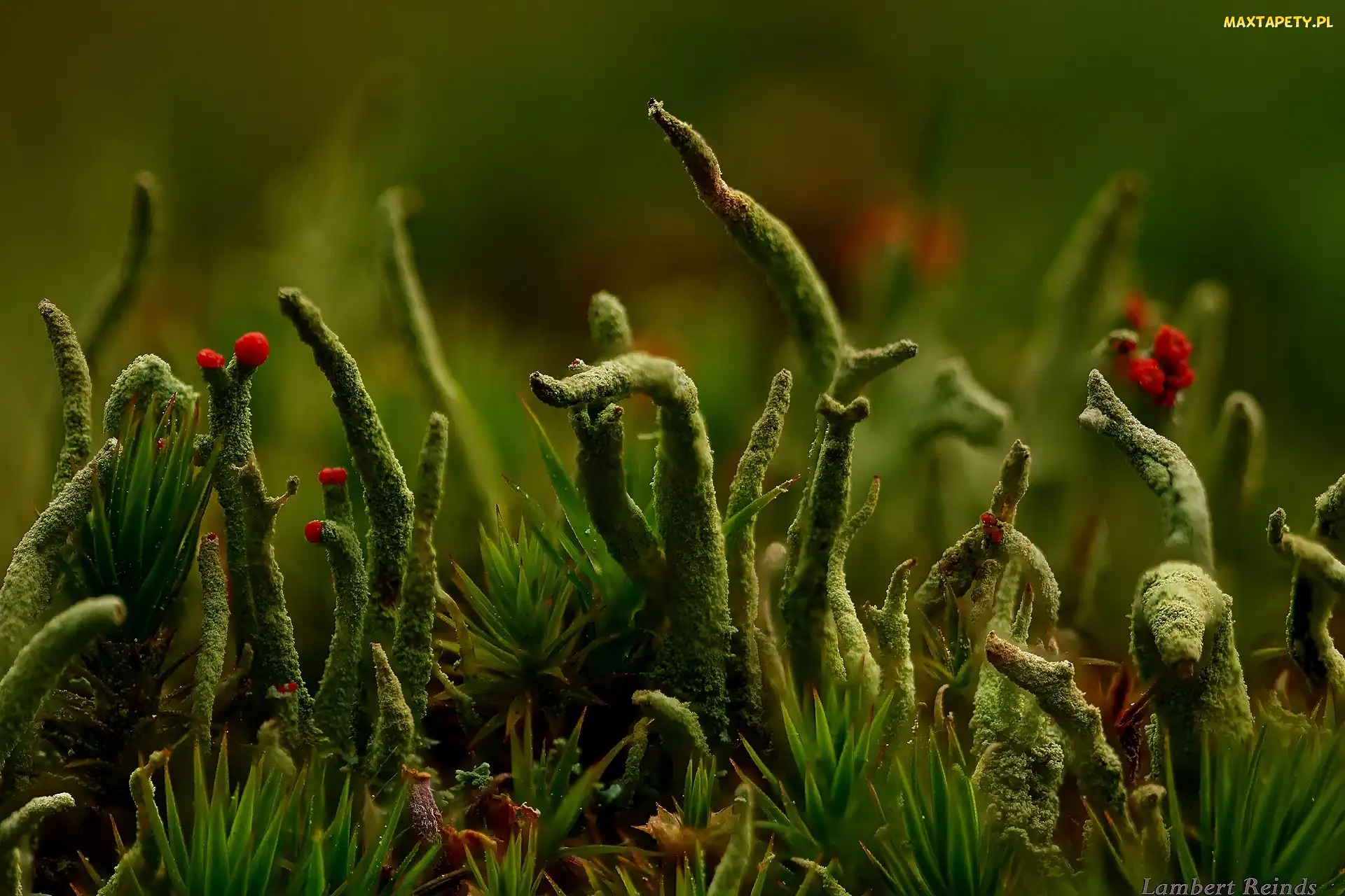 Makro, Zieleń, Cladonia, Porost
