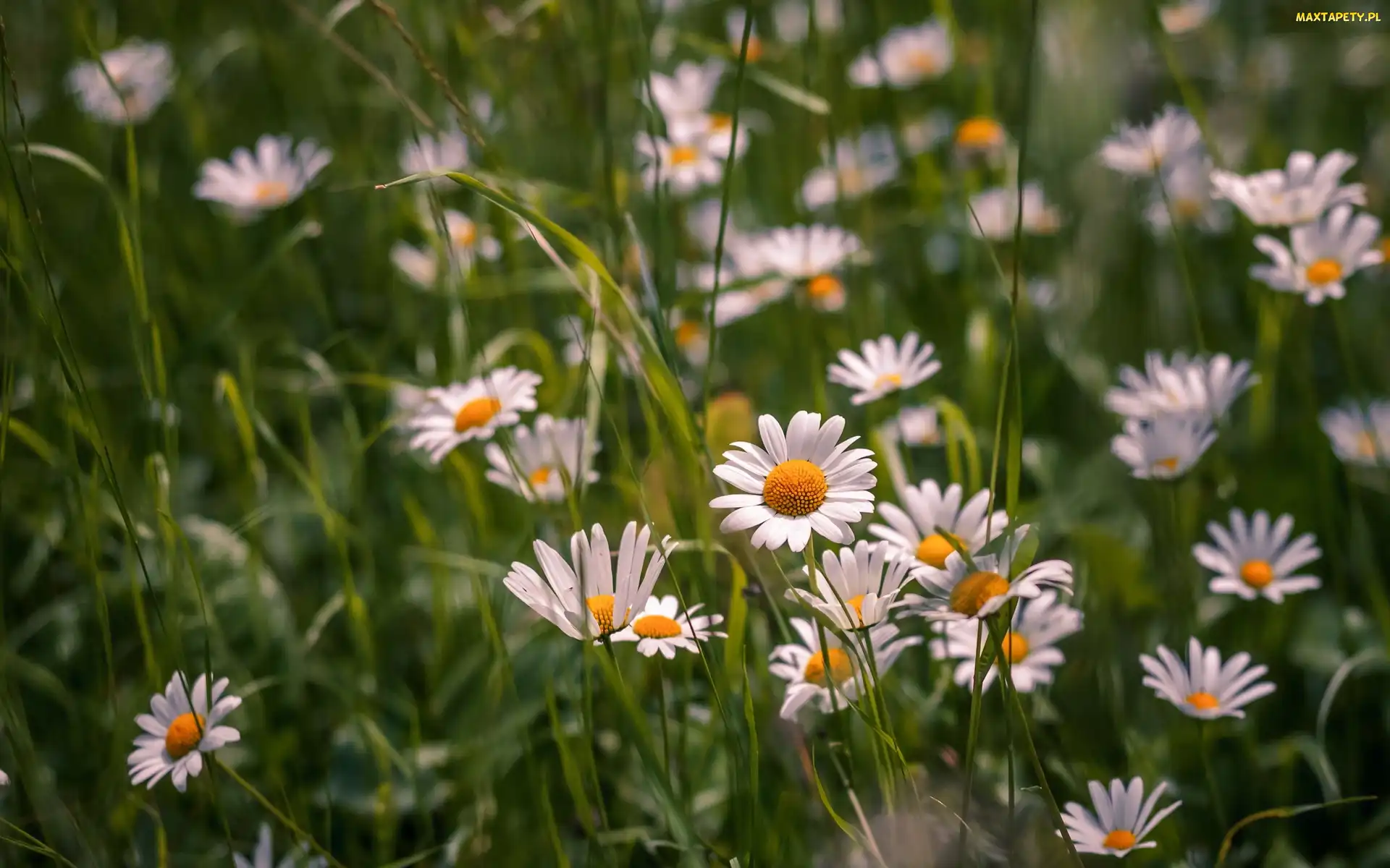 Margerytki